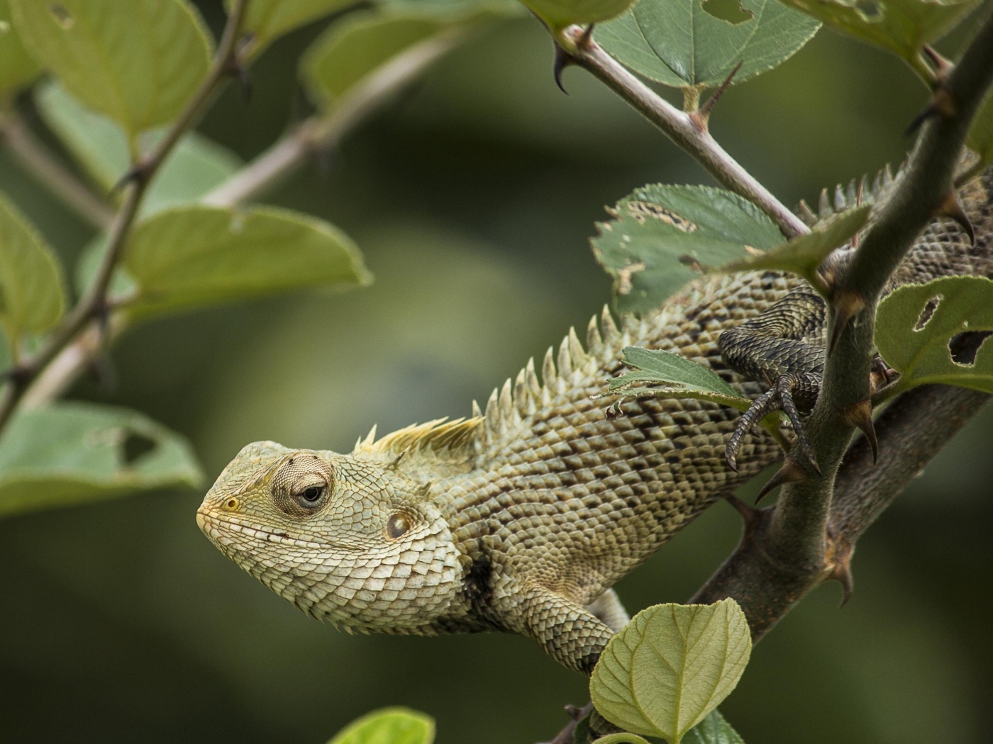 Большая игуана сидит на ветке дерева