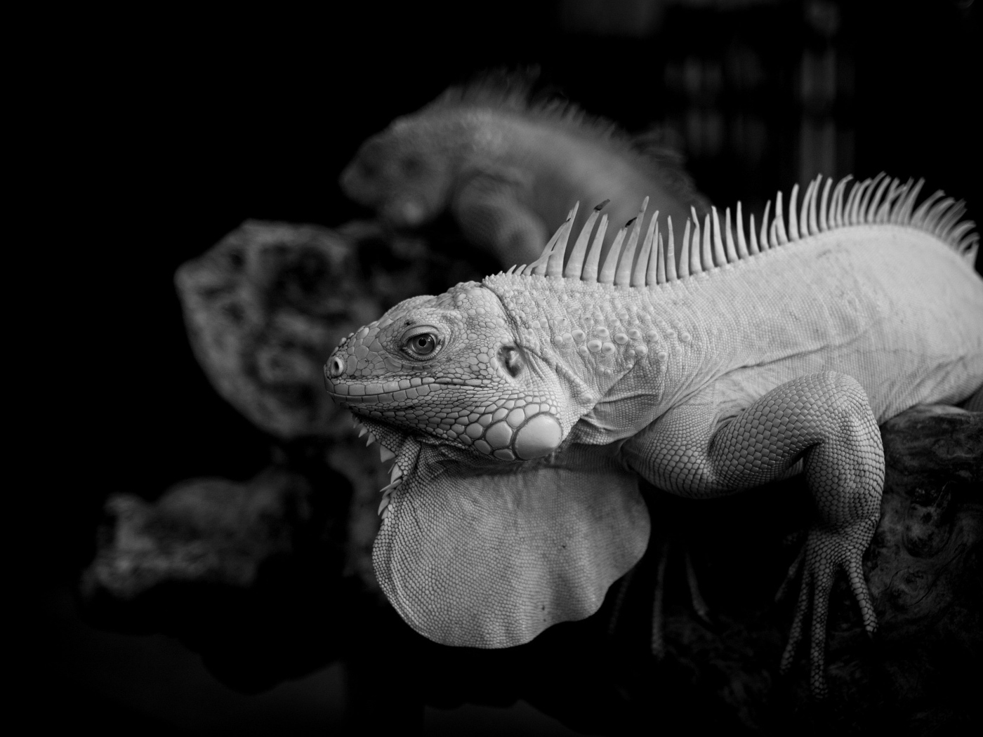 Черно-белое фото игуаны