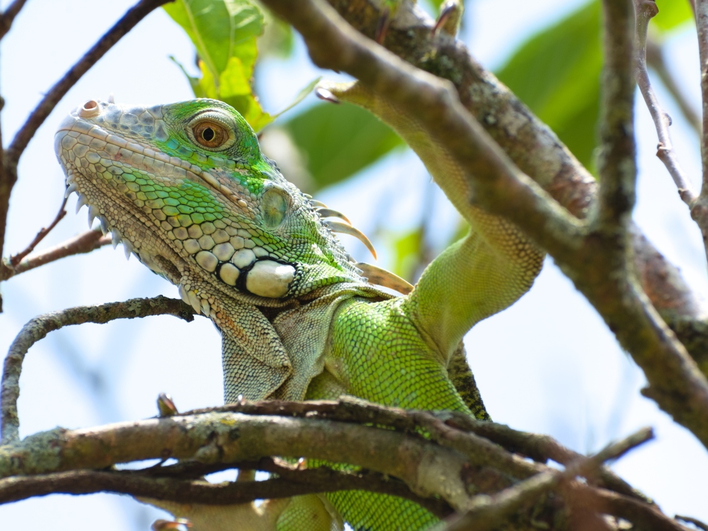 Крупная зеленая игуана в зарослях дерева 