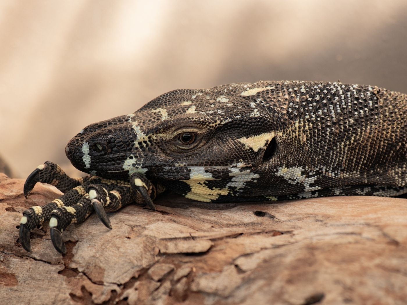 Большая игуана с острыми когтями 