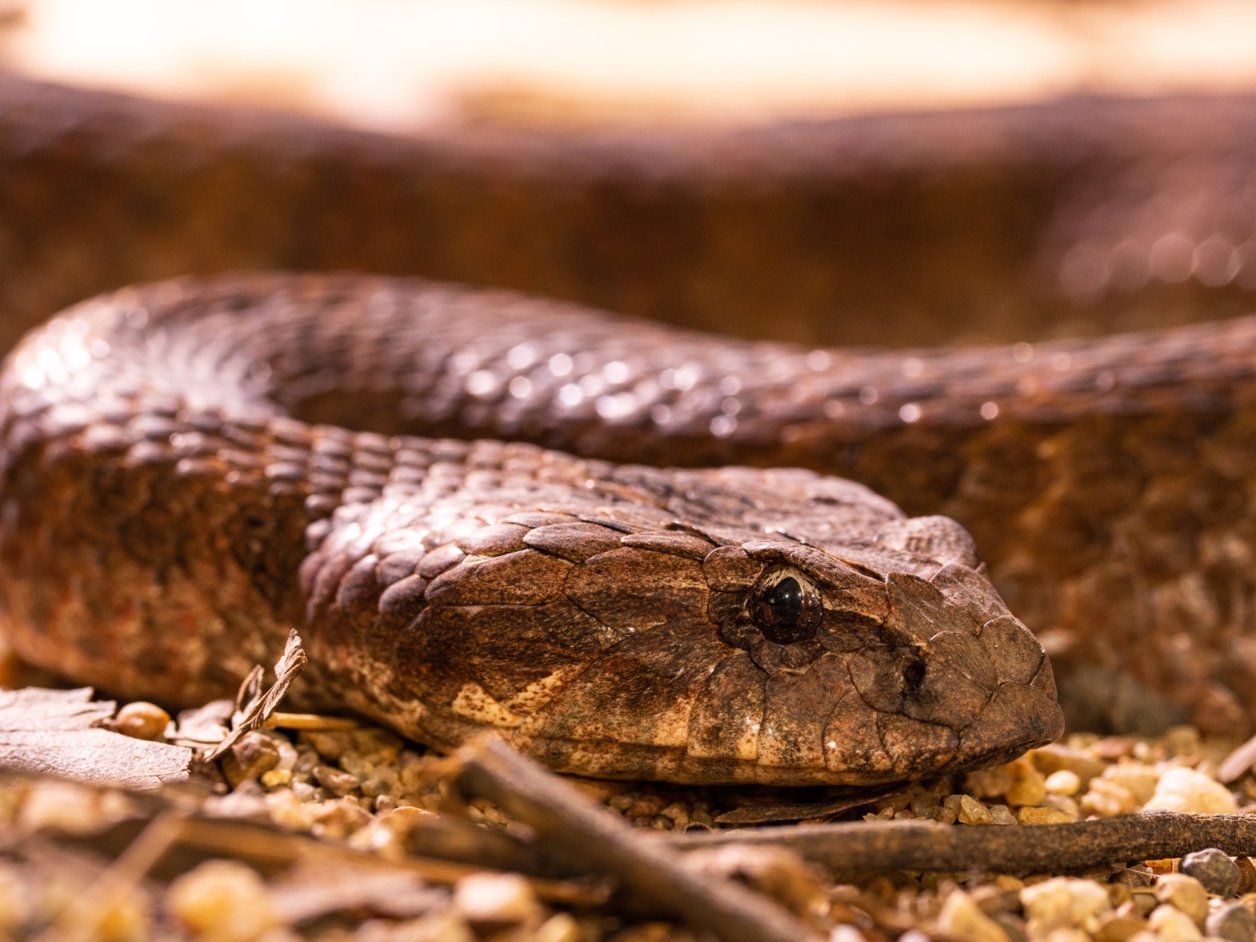 Большая ядовитая гадюка