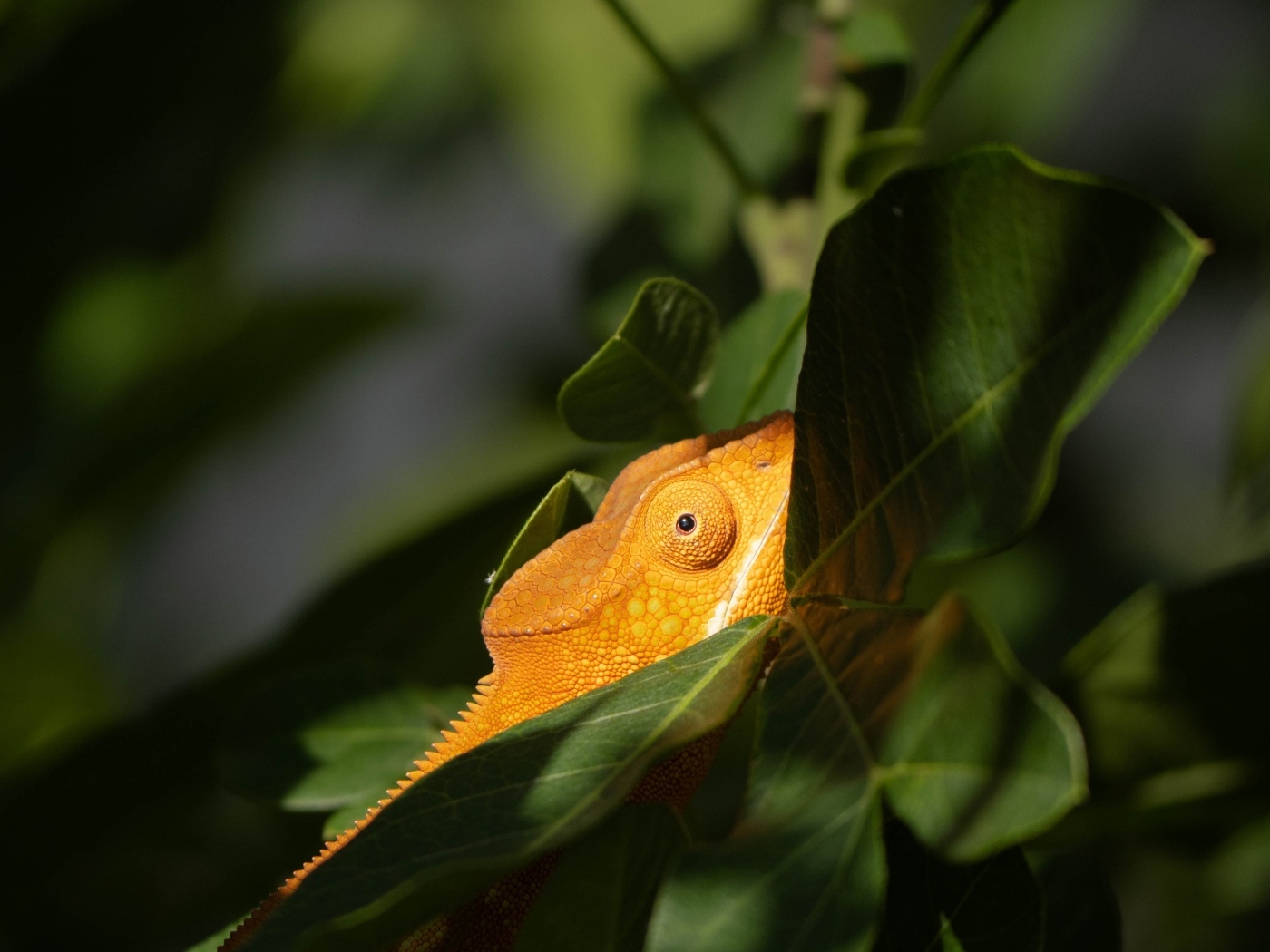 Оранжевый хамелеон в зеленых листьях