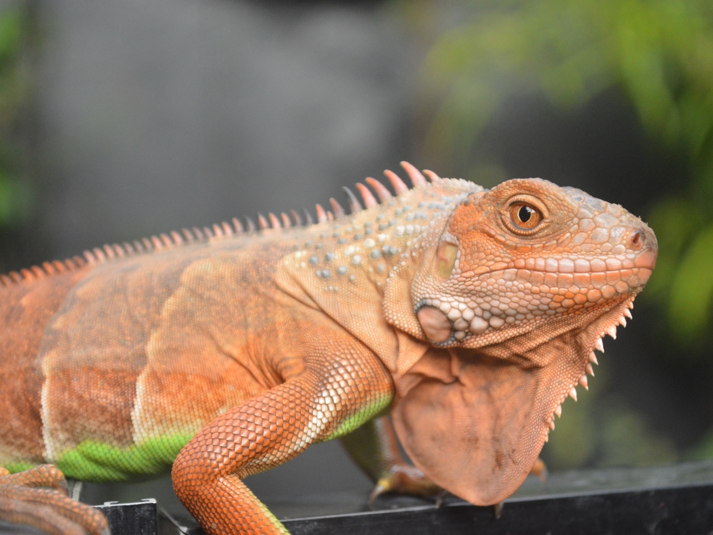 Оранжевая игуана крупным планом