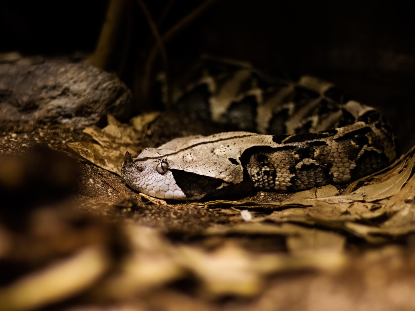 Ядовитая змея гадюка в желтых листьях