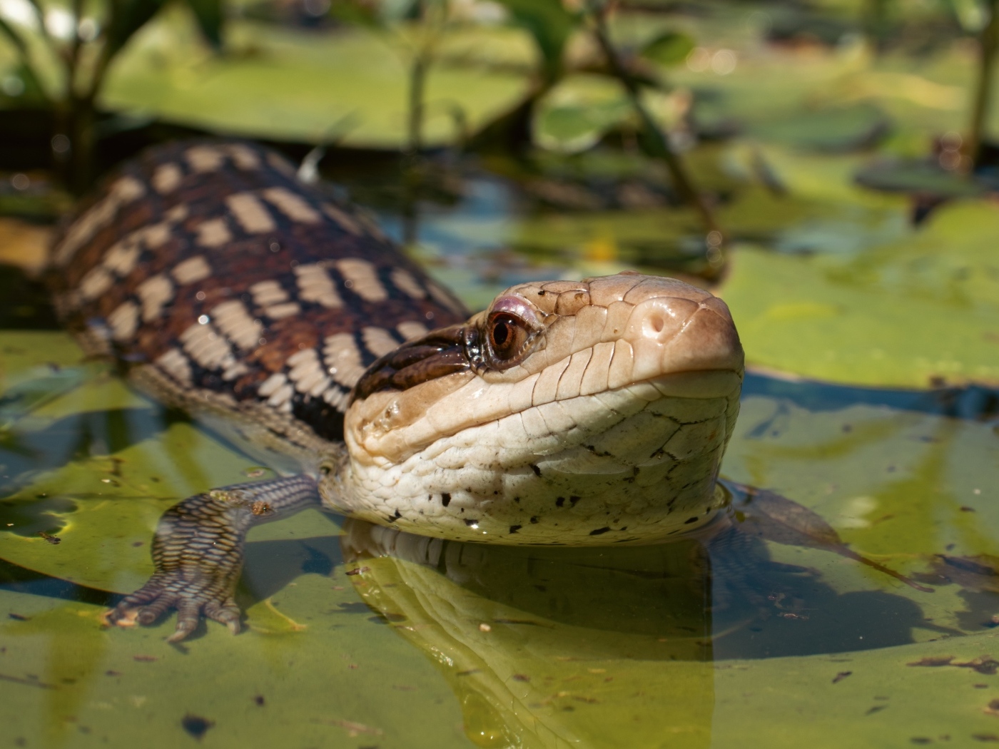 Сцинк с синим языком спрятался в воде