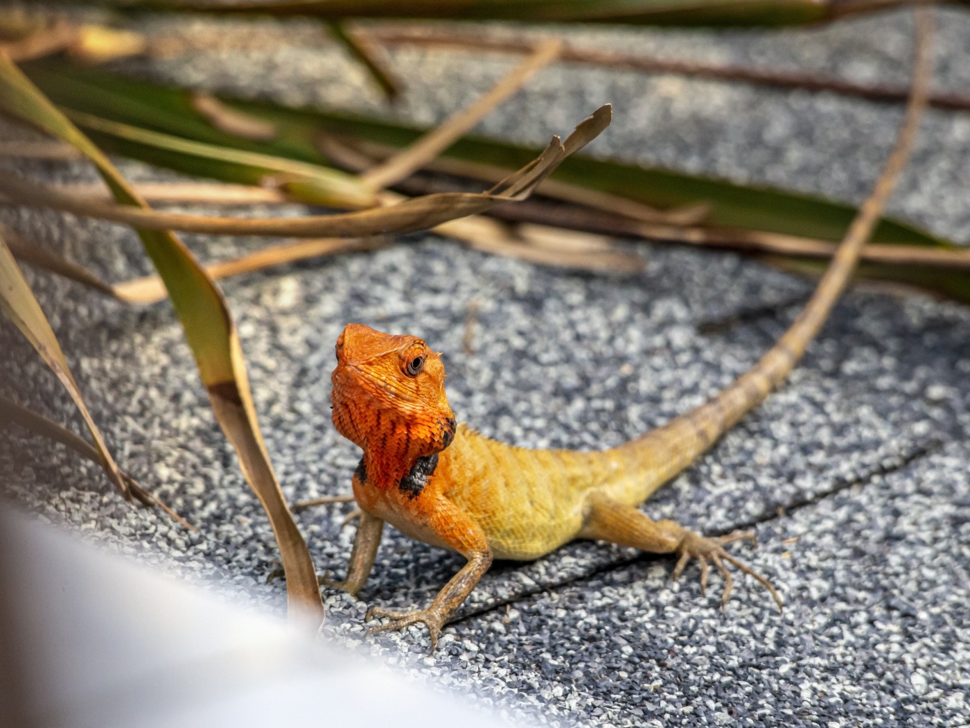 Маленькая оранжевая восточная садовая ящерица