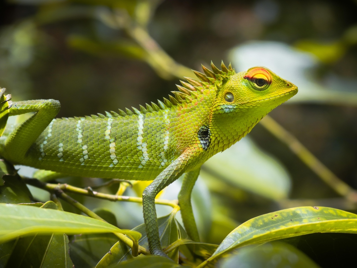 Маленькая зеленая ящерица в листьях 
