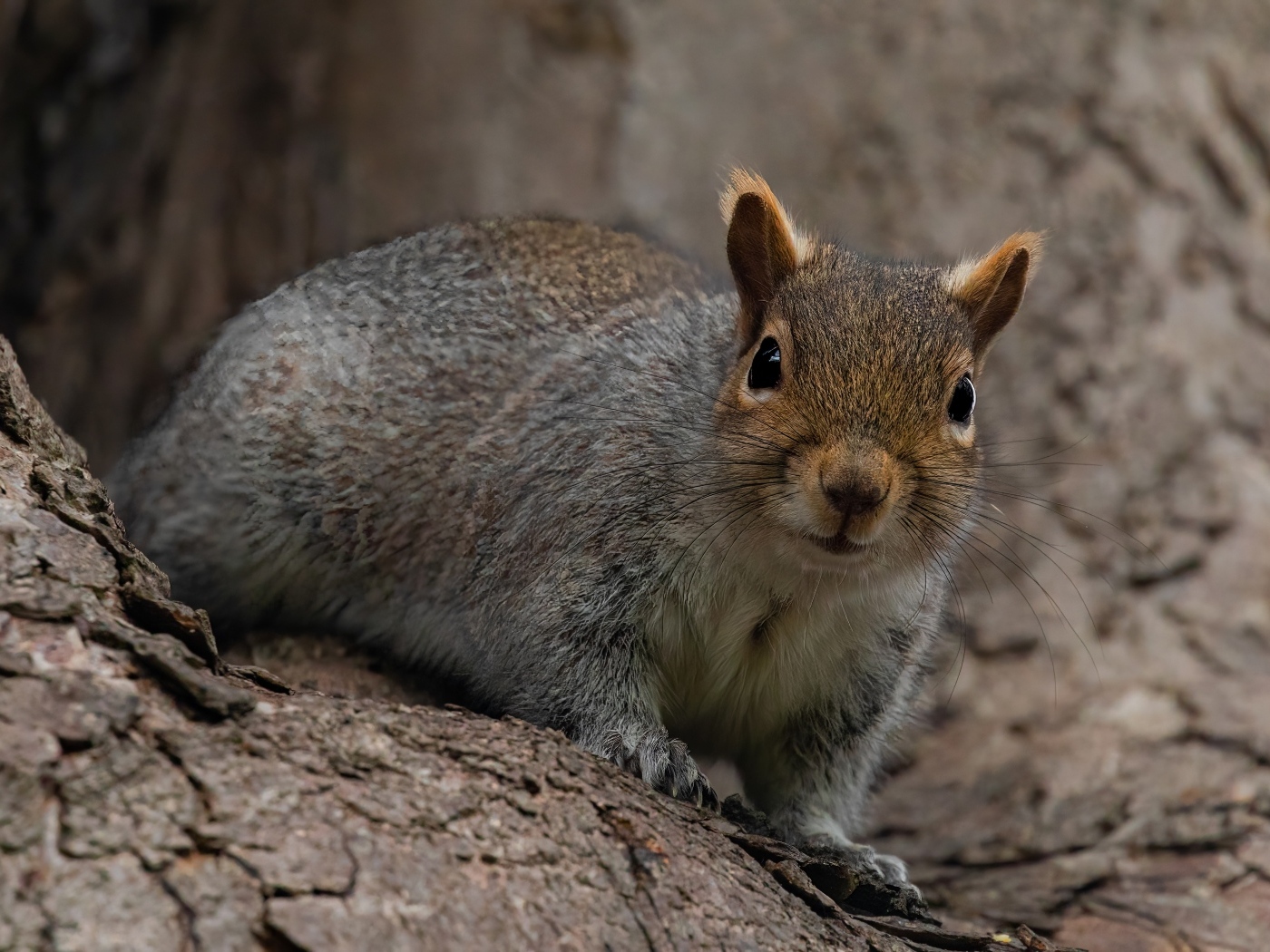 Большая серая белка сидит в дупле