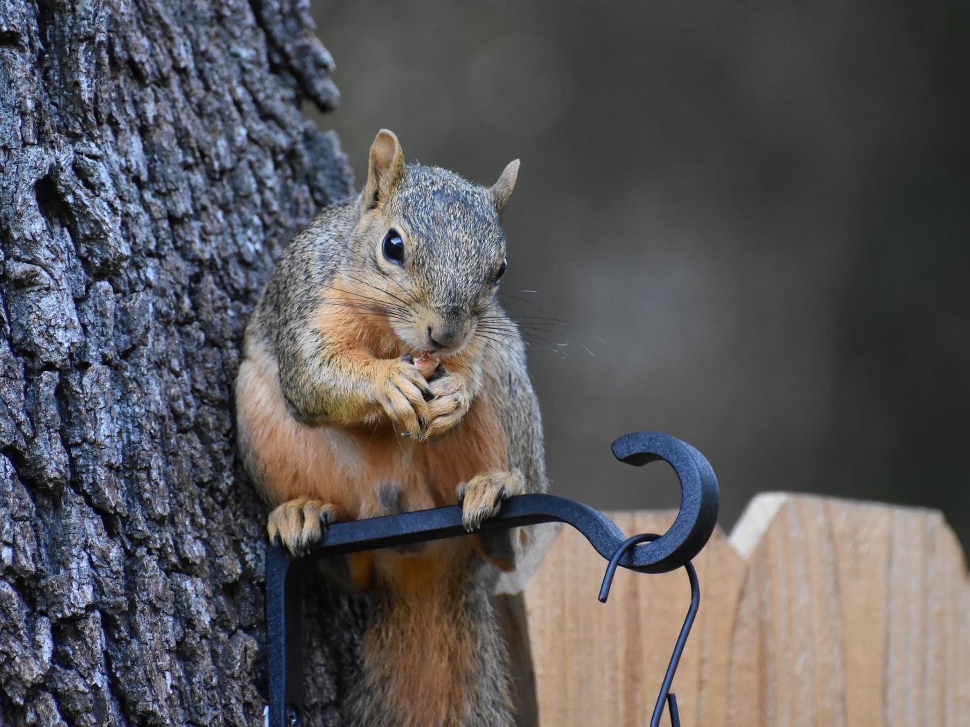 Белка грызет орех у кормушки на дереве