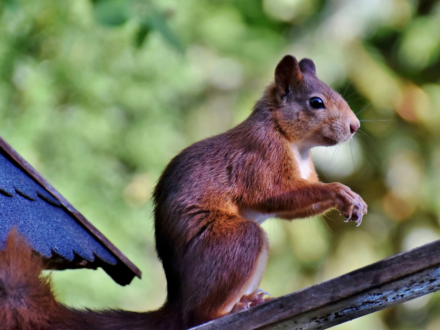 Красивая рыжая белка сидит на ветке