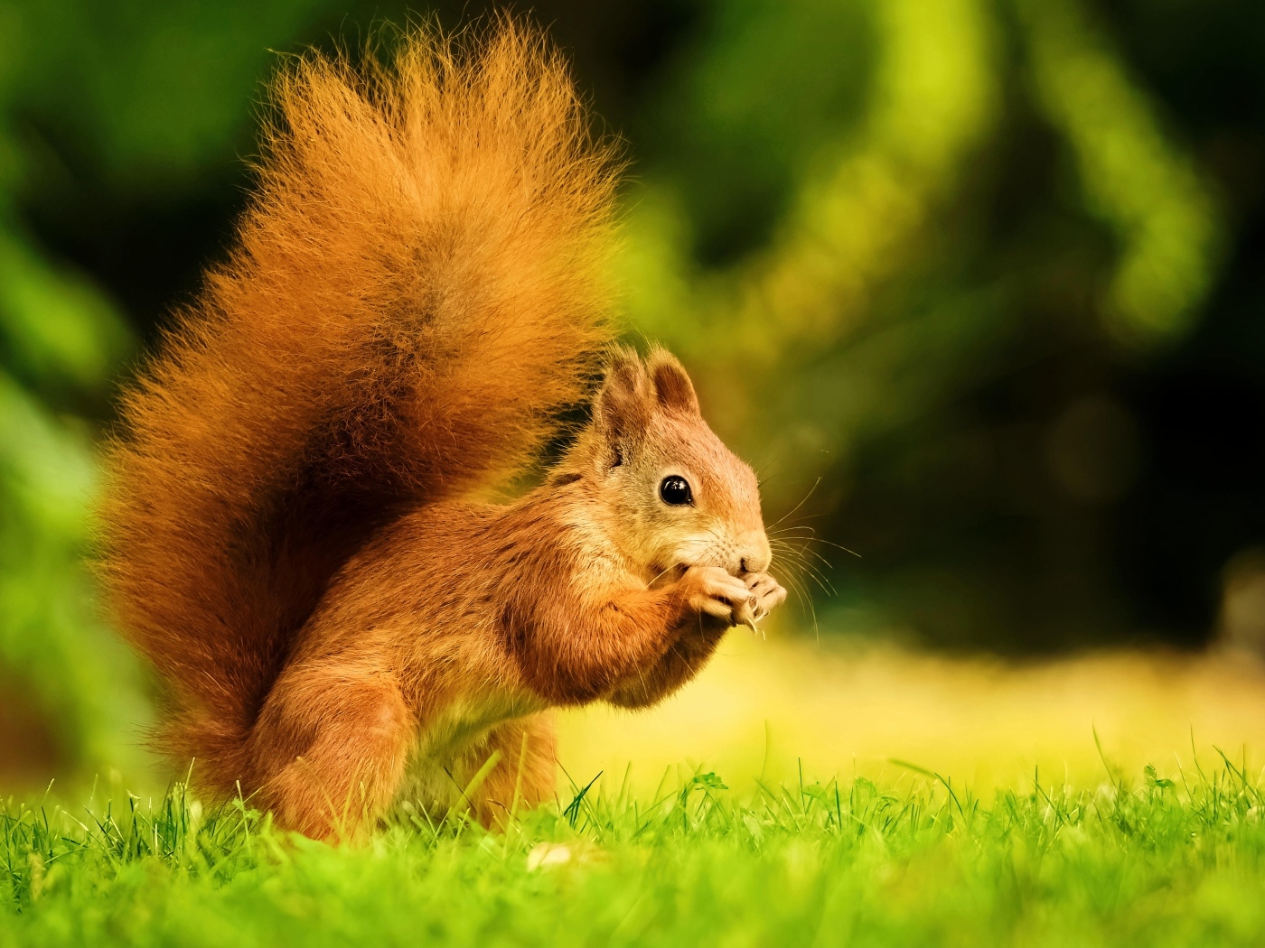 Красивая рыжая белка с пушистым хвостом