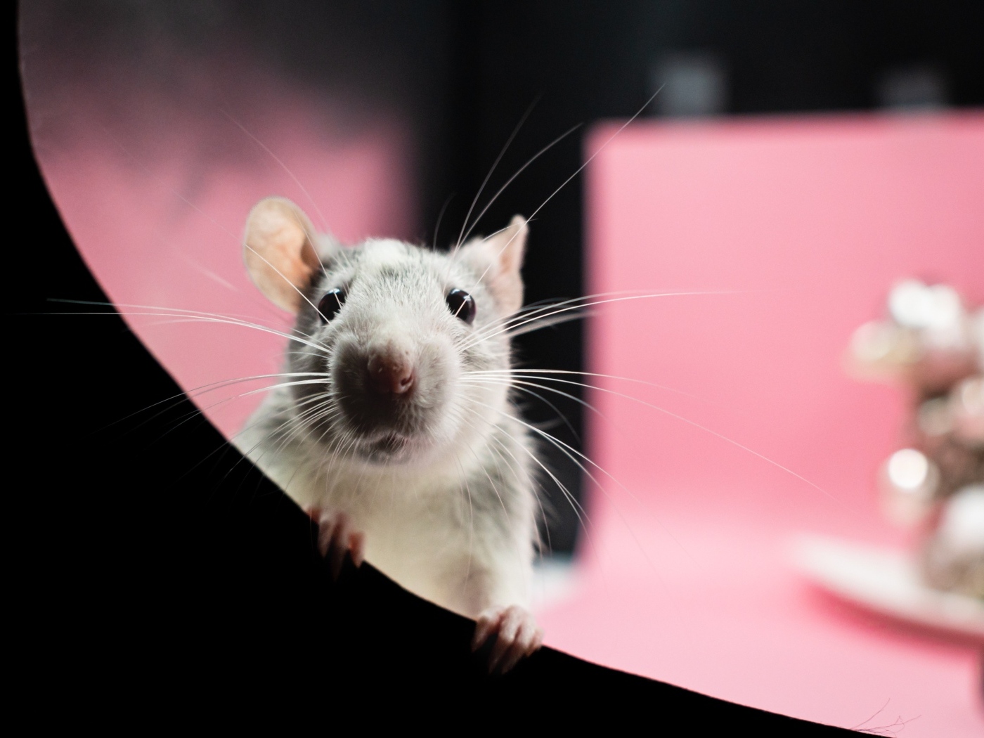 Любопытная маленькая домашняя крыса