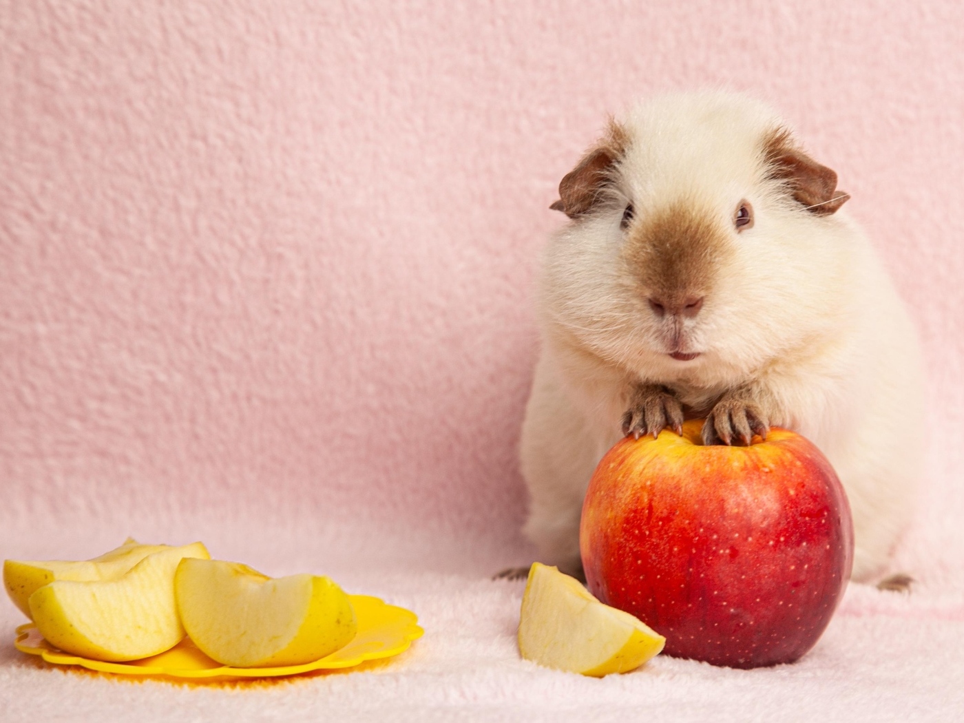 Милая морская свинка с яблоками на розовом фоне