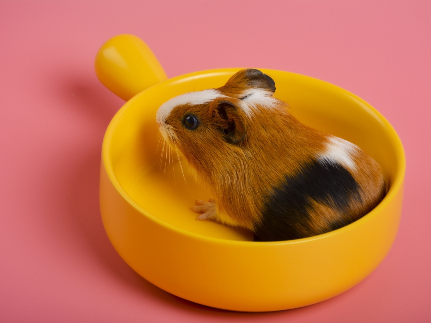 Морская свинка сидит в желтой чашке на розовом фоне