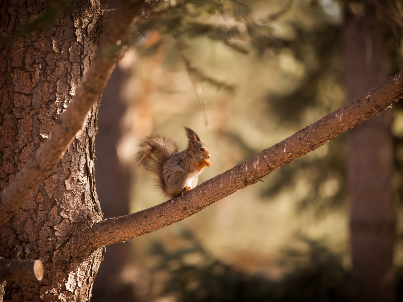 Little red squirrel sits on a branch