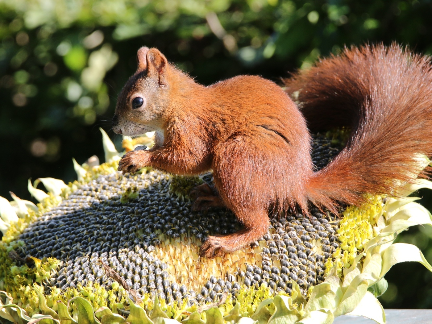 Маленькая белка грызет семечки на подсолнухе
