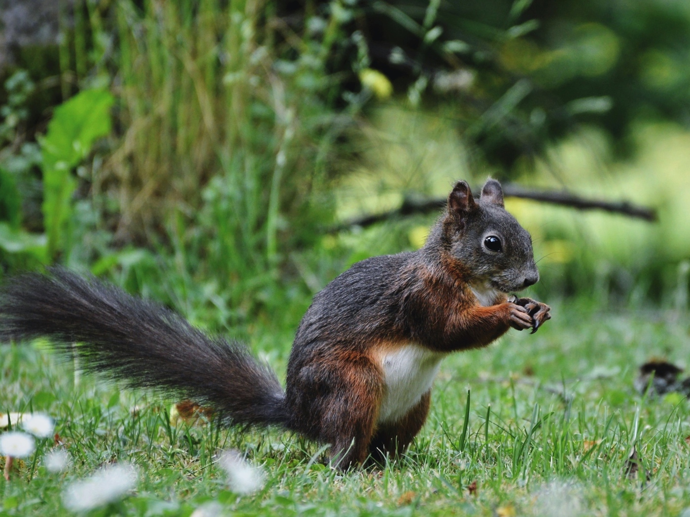 Белка грызет орех на зеленой траве