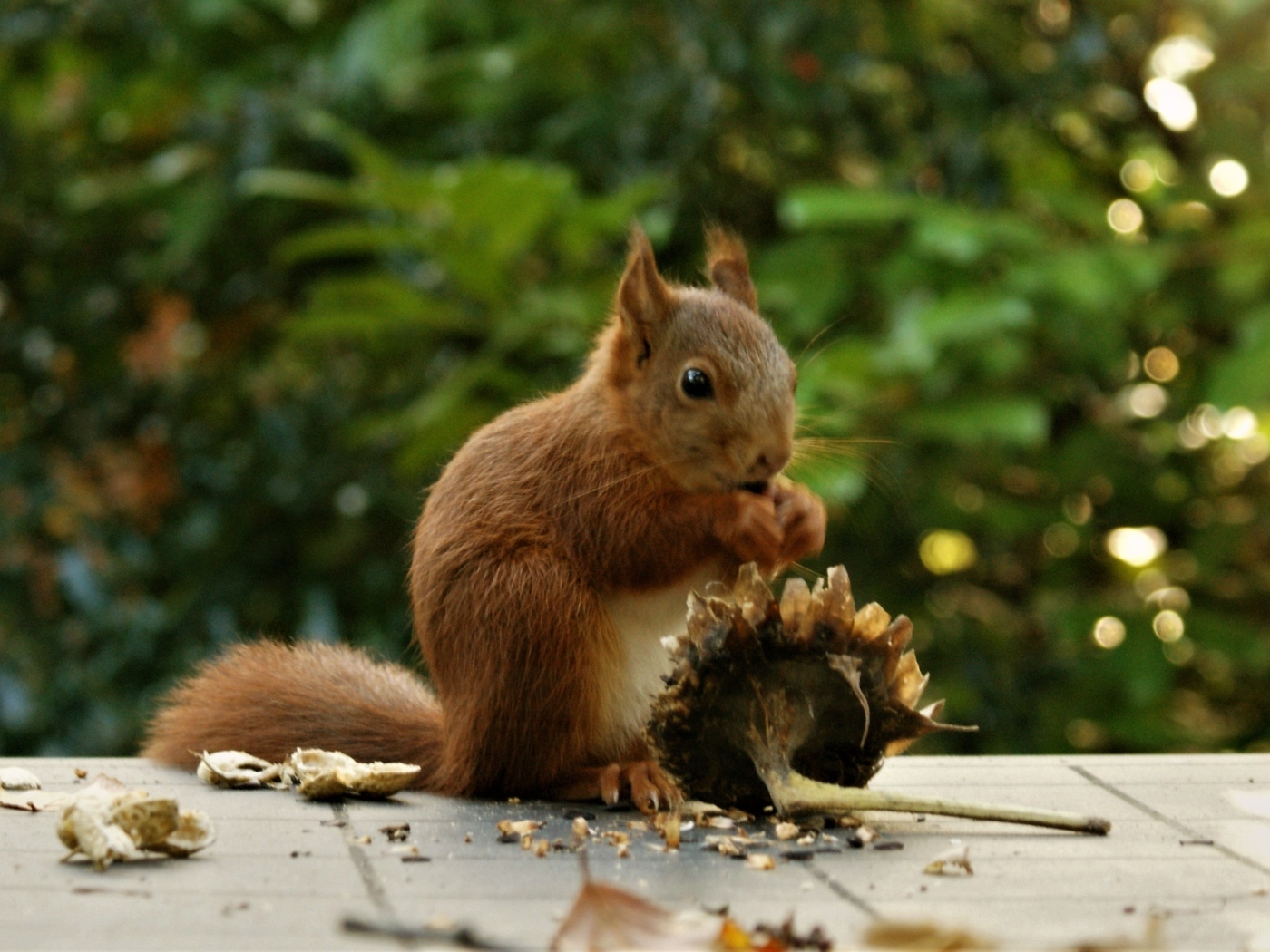 Белка грызет семечки на подсолнухе