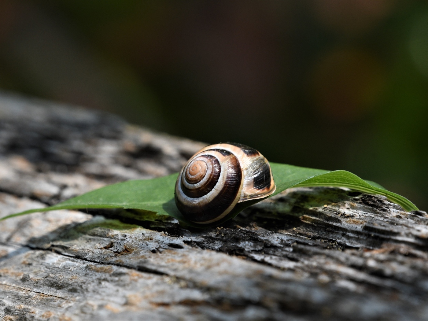 Ракушка с листом лежат на сухом дереве