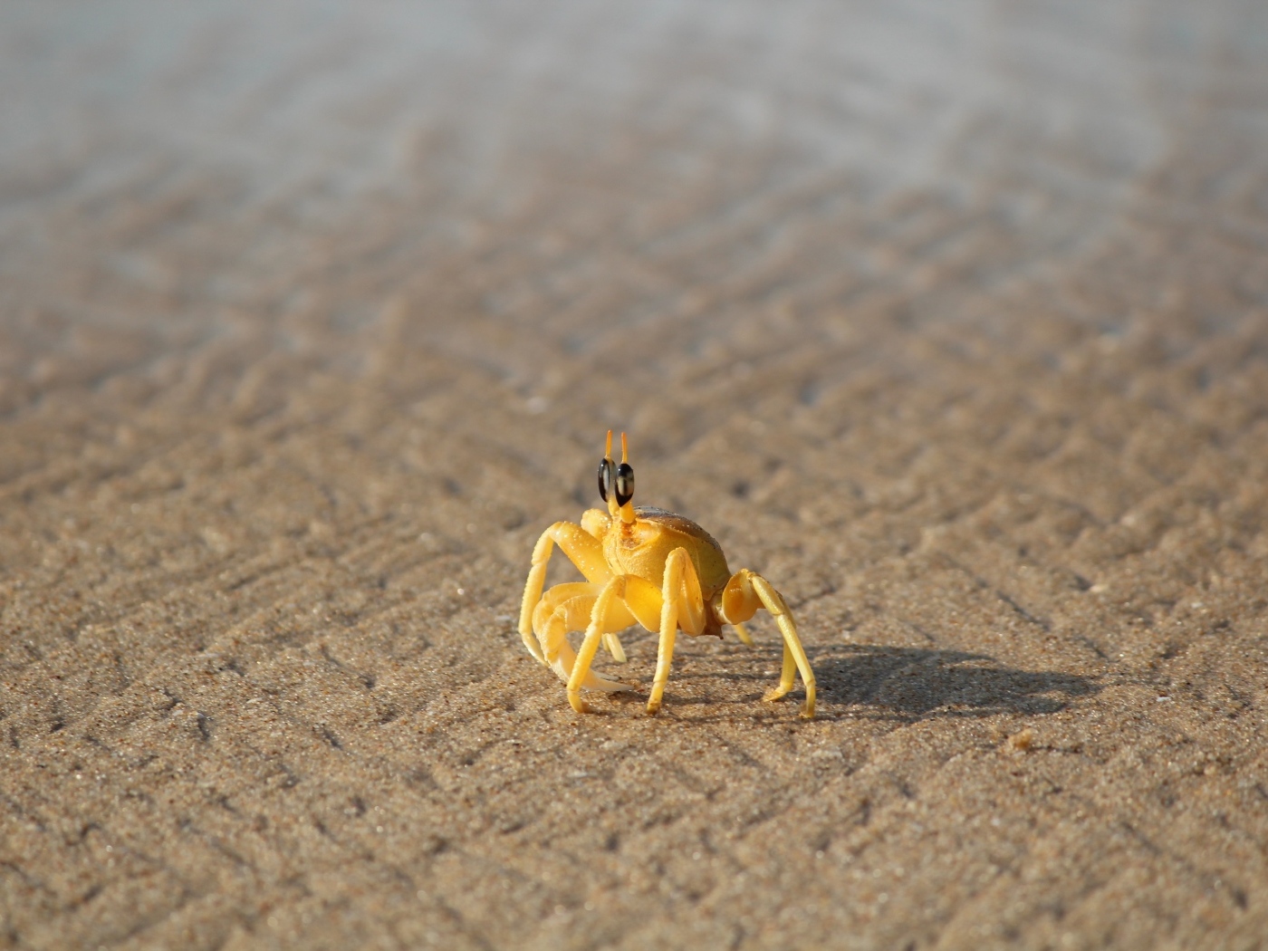 Маленький желтый краб на песке
