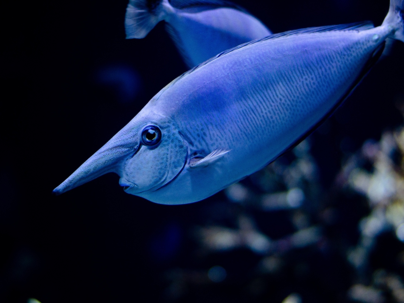 Большая синяя морская рыба