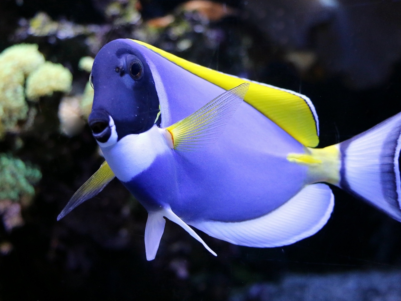 Синяя рыба доктор в аквариуме