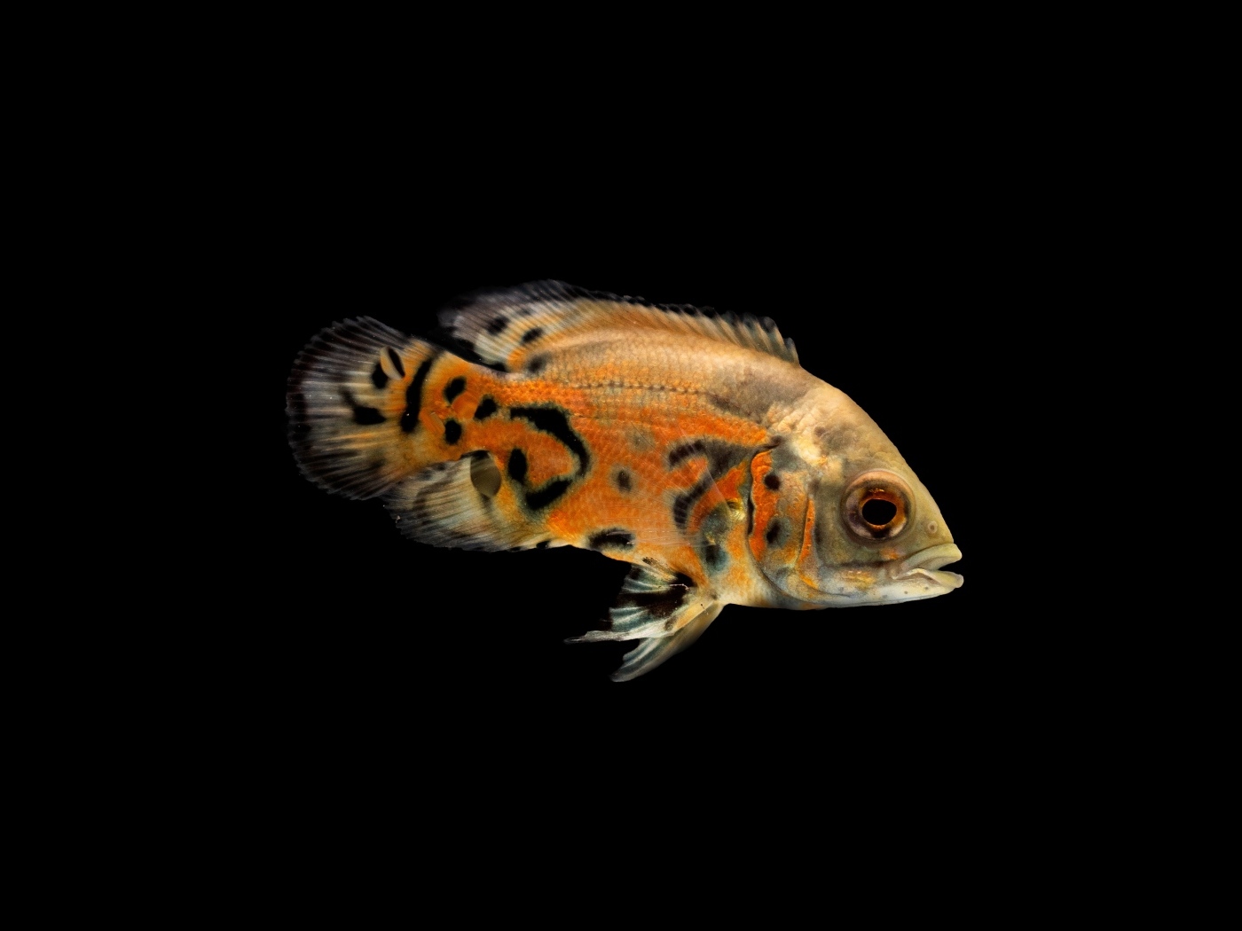 Оранжевая рыбка на черном фоне