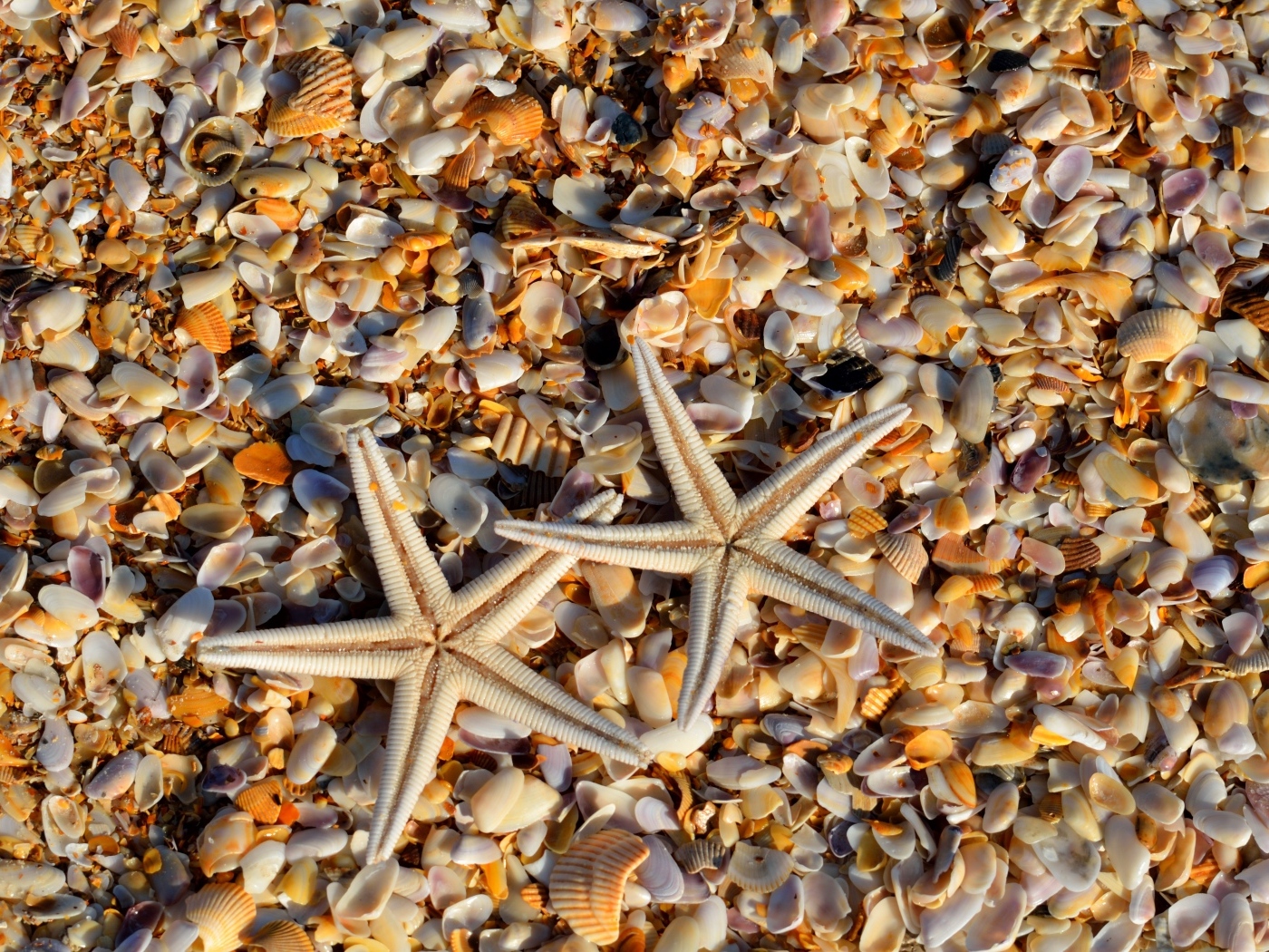 Две морские звезды и ракушки на берегу