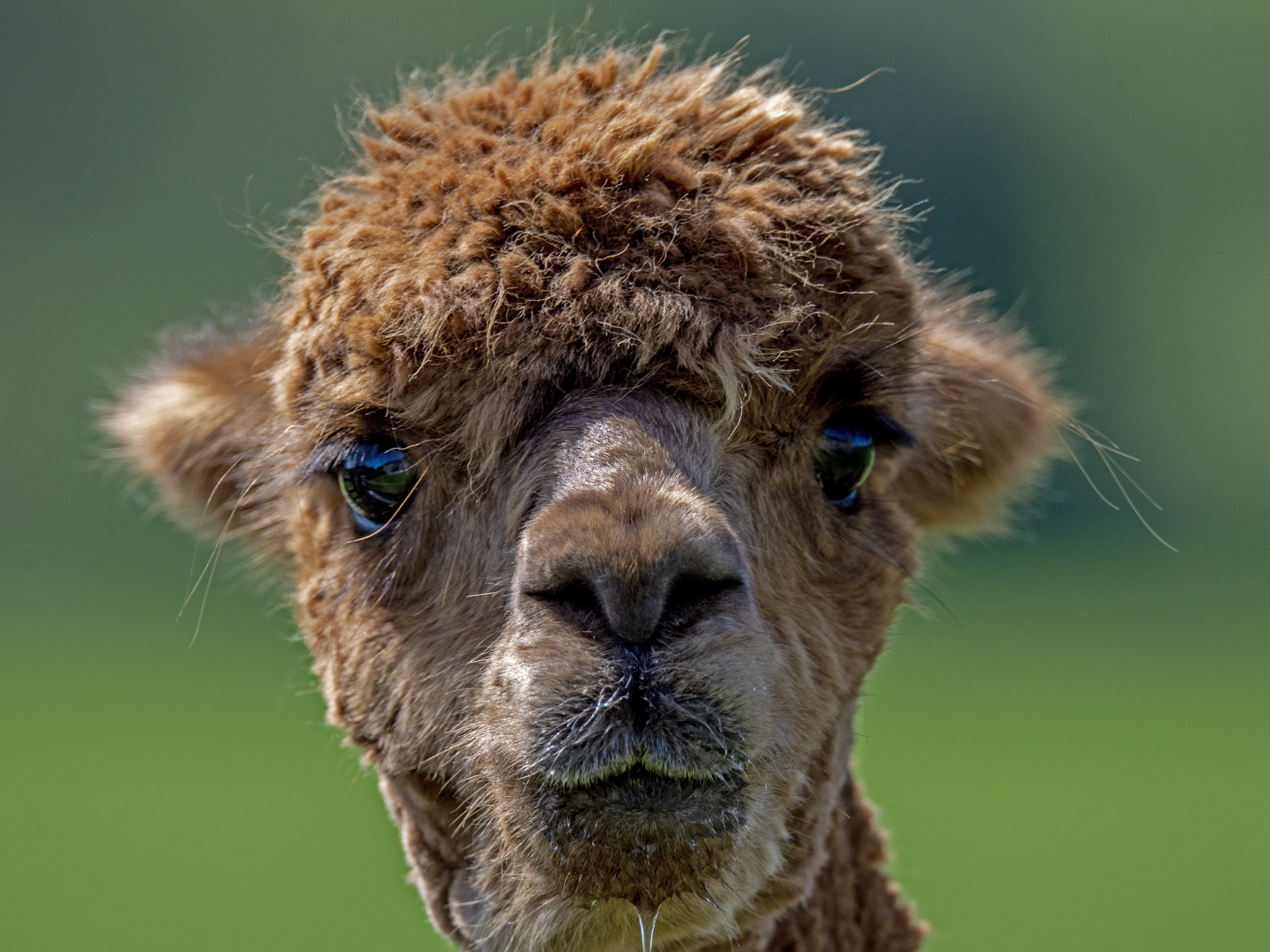 Морда альпаки крупным планом