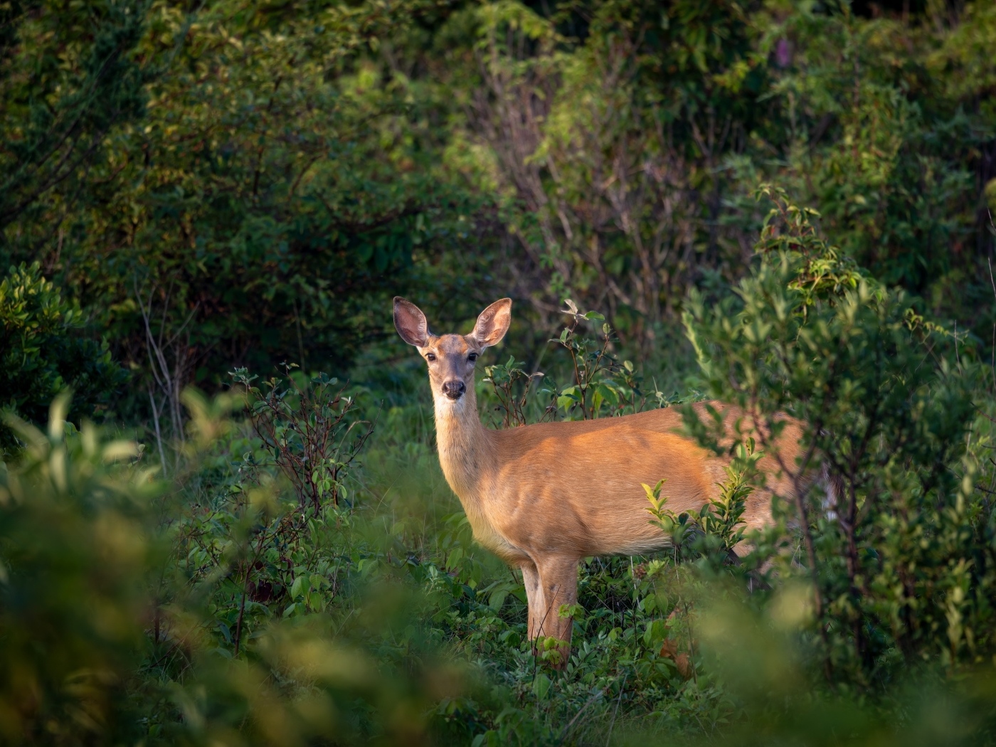 Олень стоит в зарослях в лесу