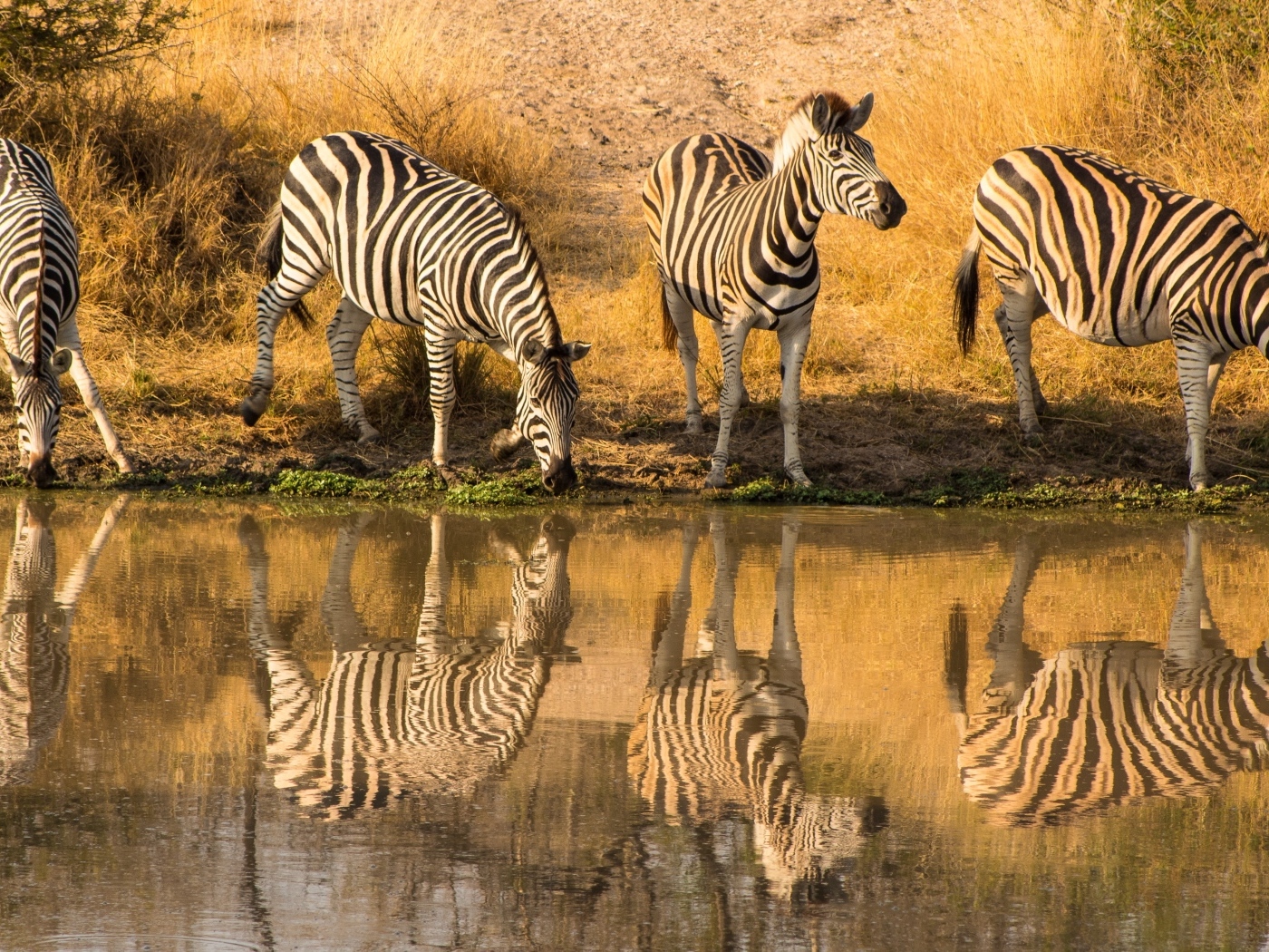 Четыре зебры у водопоя