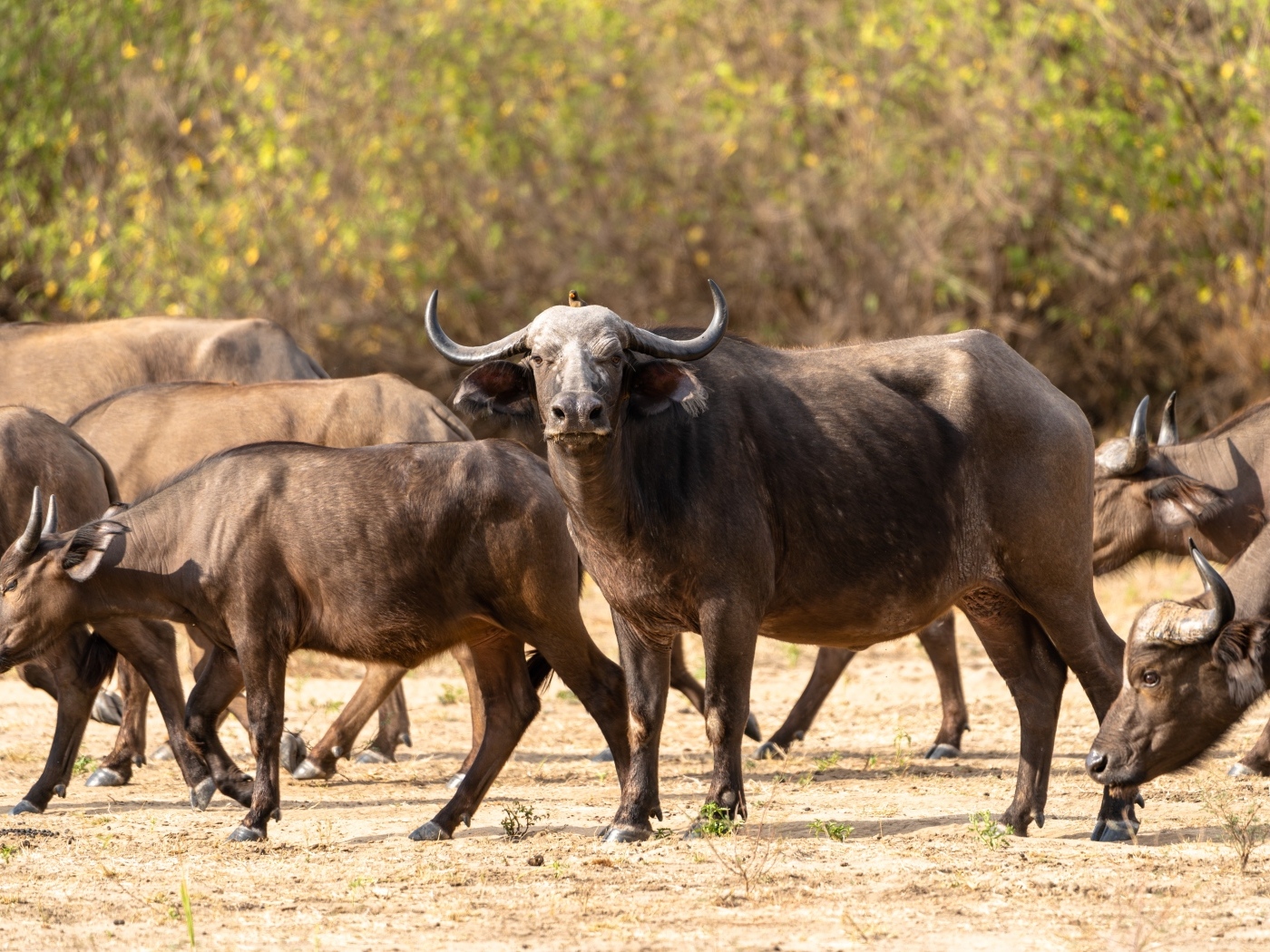 Стадо диких буйволов