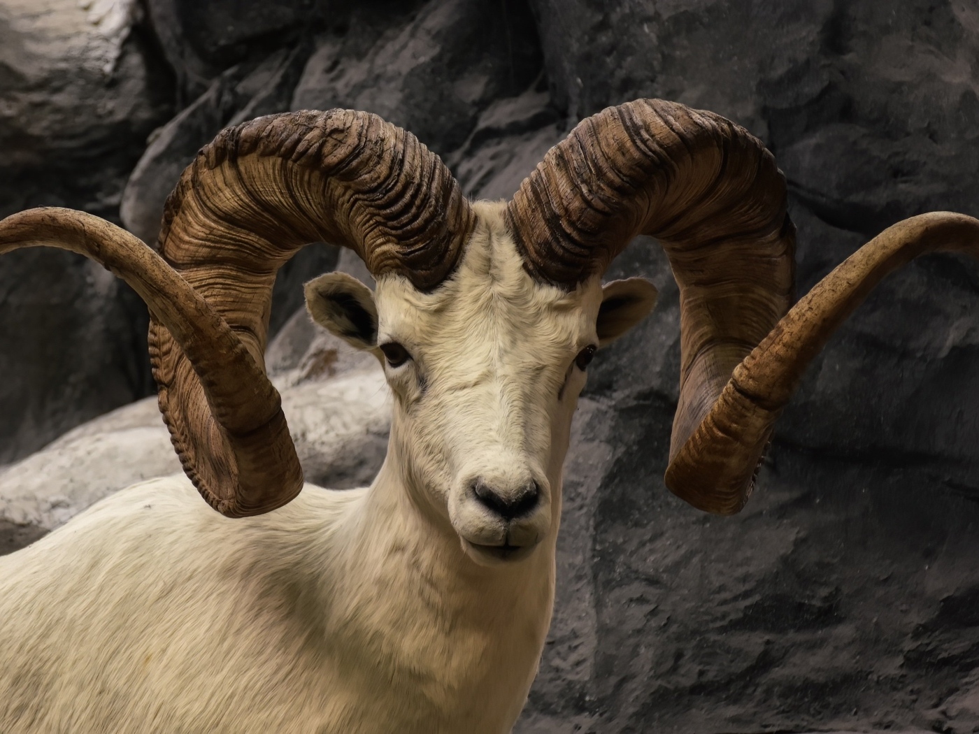 Большие закрученные рога горного козла