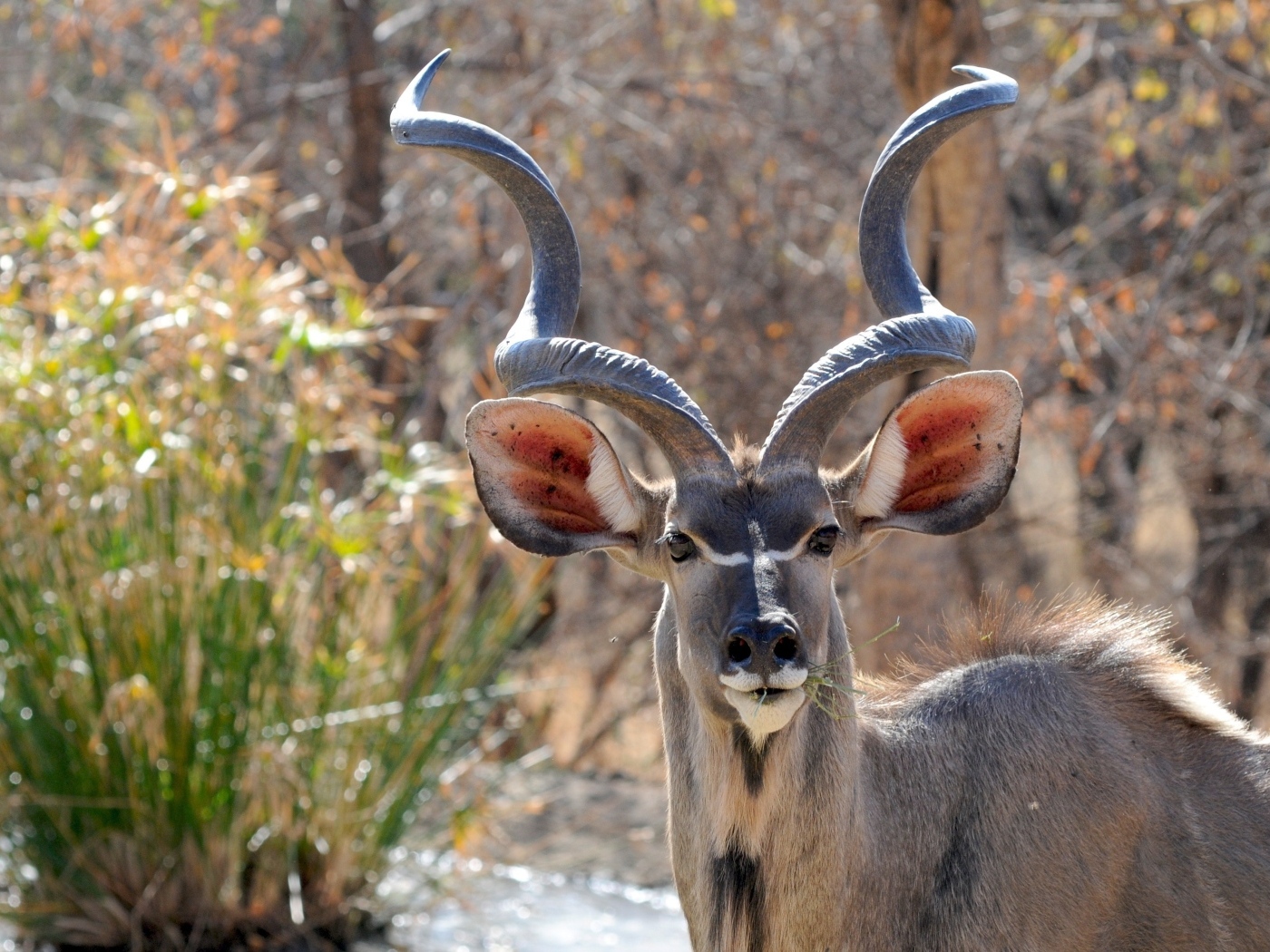 Большие рога у антилопы куду