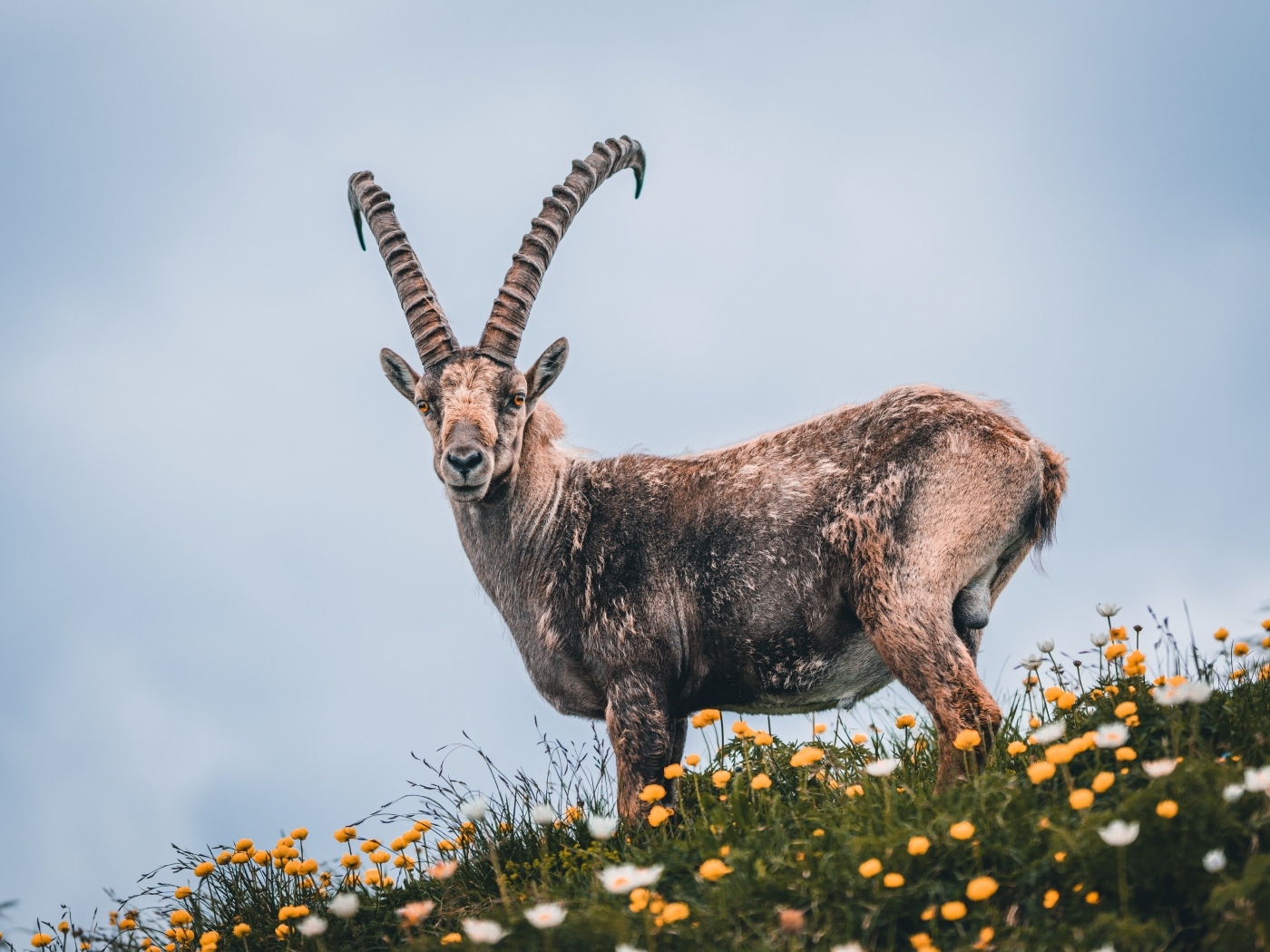 Сибирский горный козёл на поляне с цветами