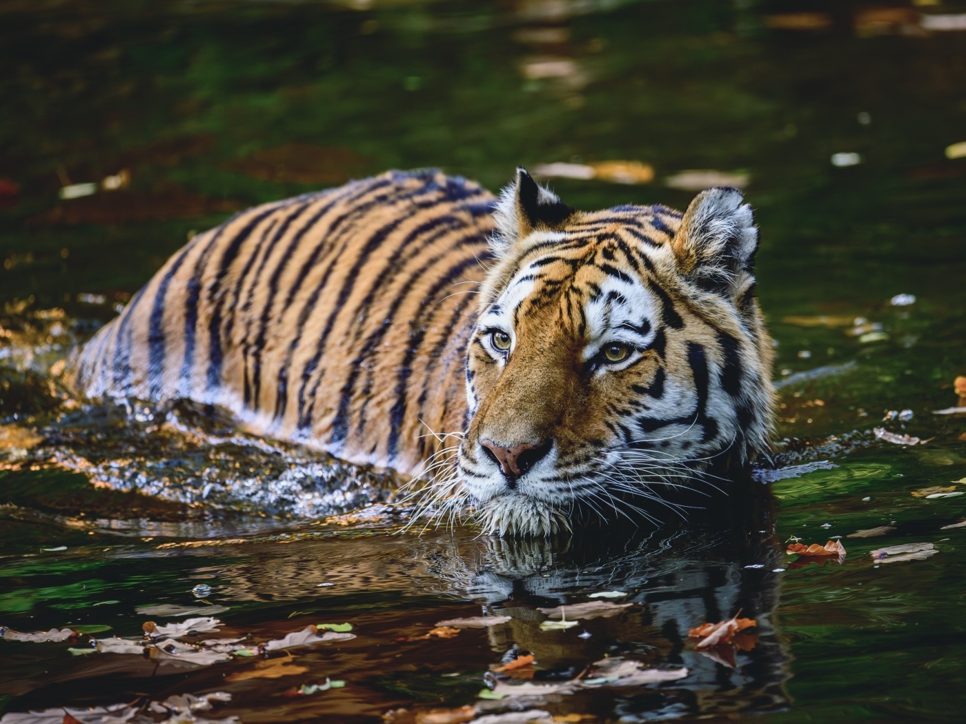 Большой полосатый тигр плывет по воде