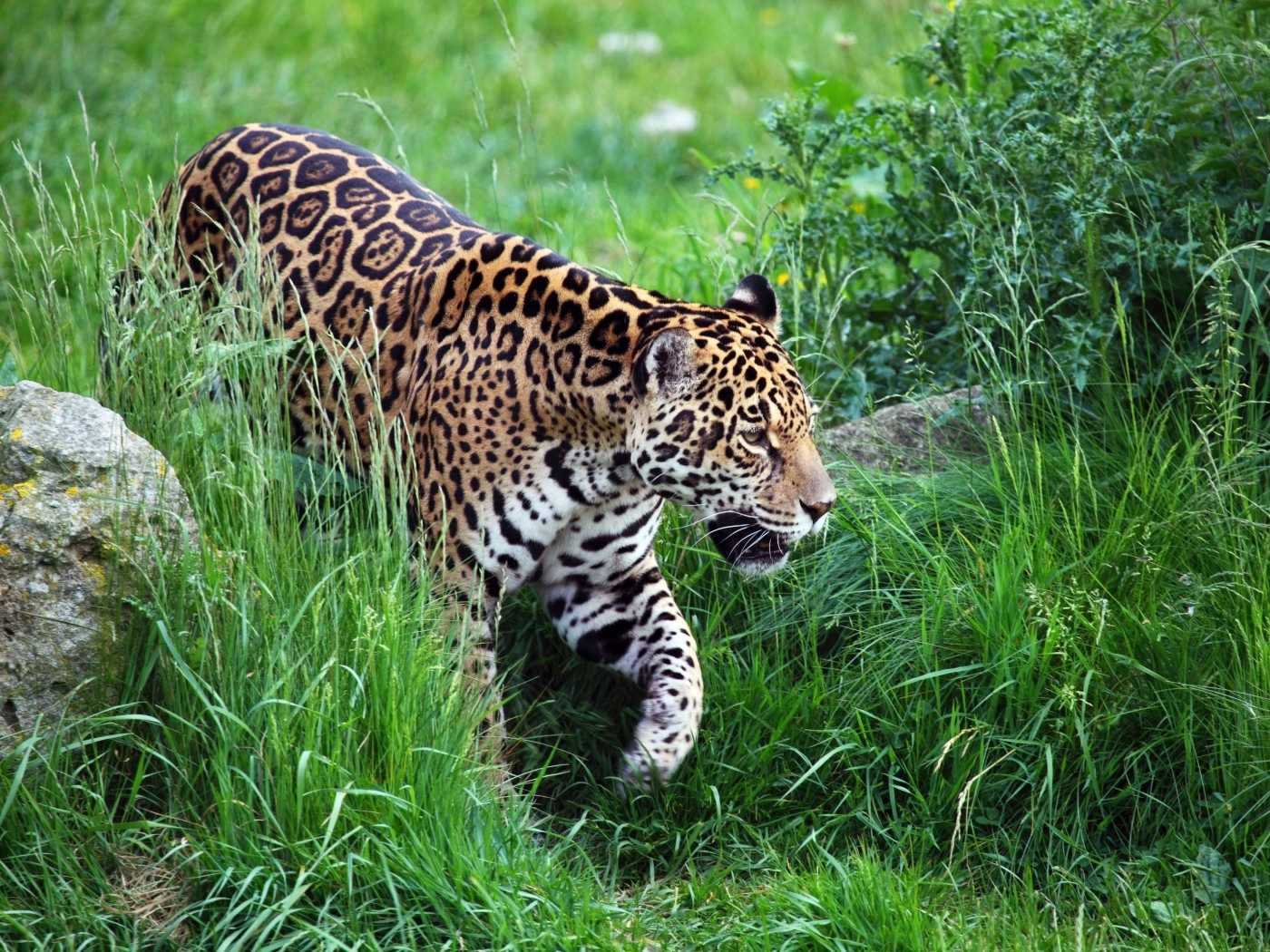 Большой пятнистый леопард идет по зеленой траве