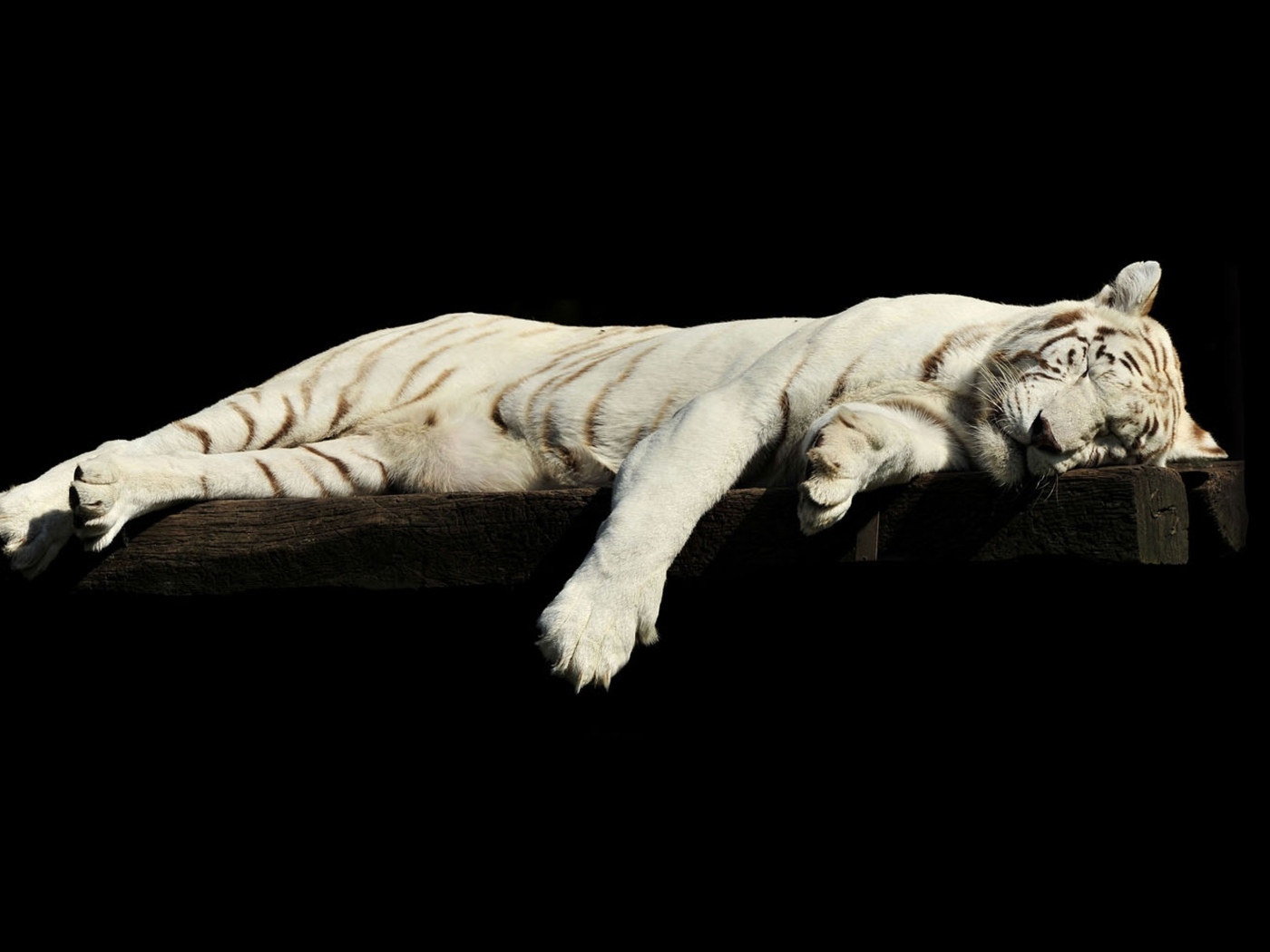 Большой белый тигр спит на черном фоне