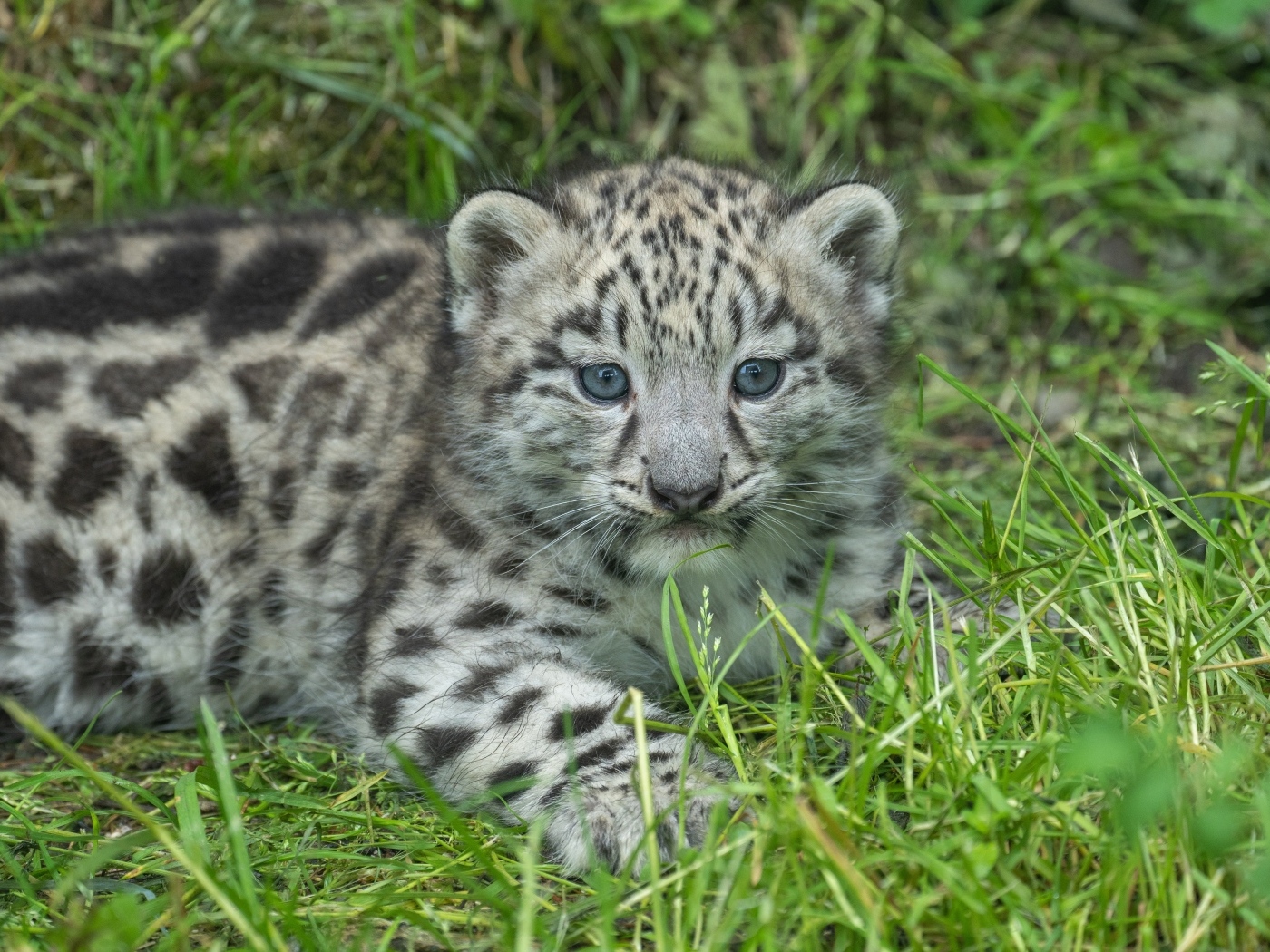 Маленький детеныш снежного барса на зеленой траве