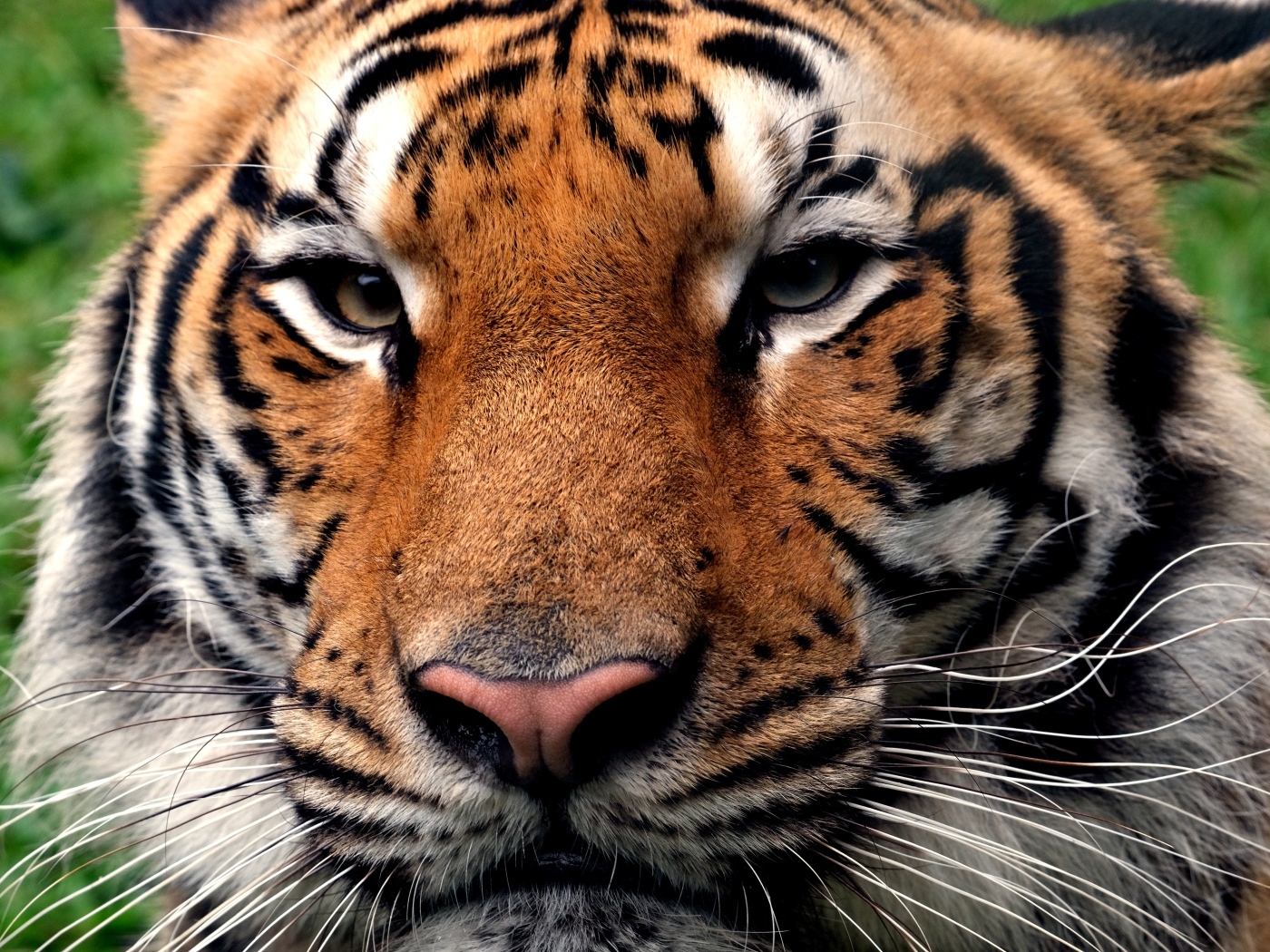 Серьезная морда полосатого тигра