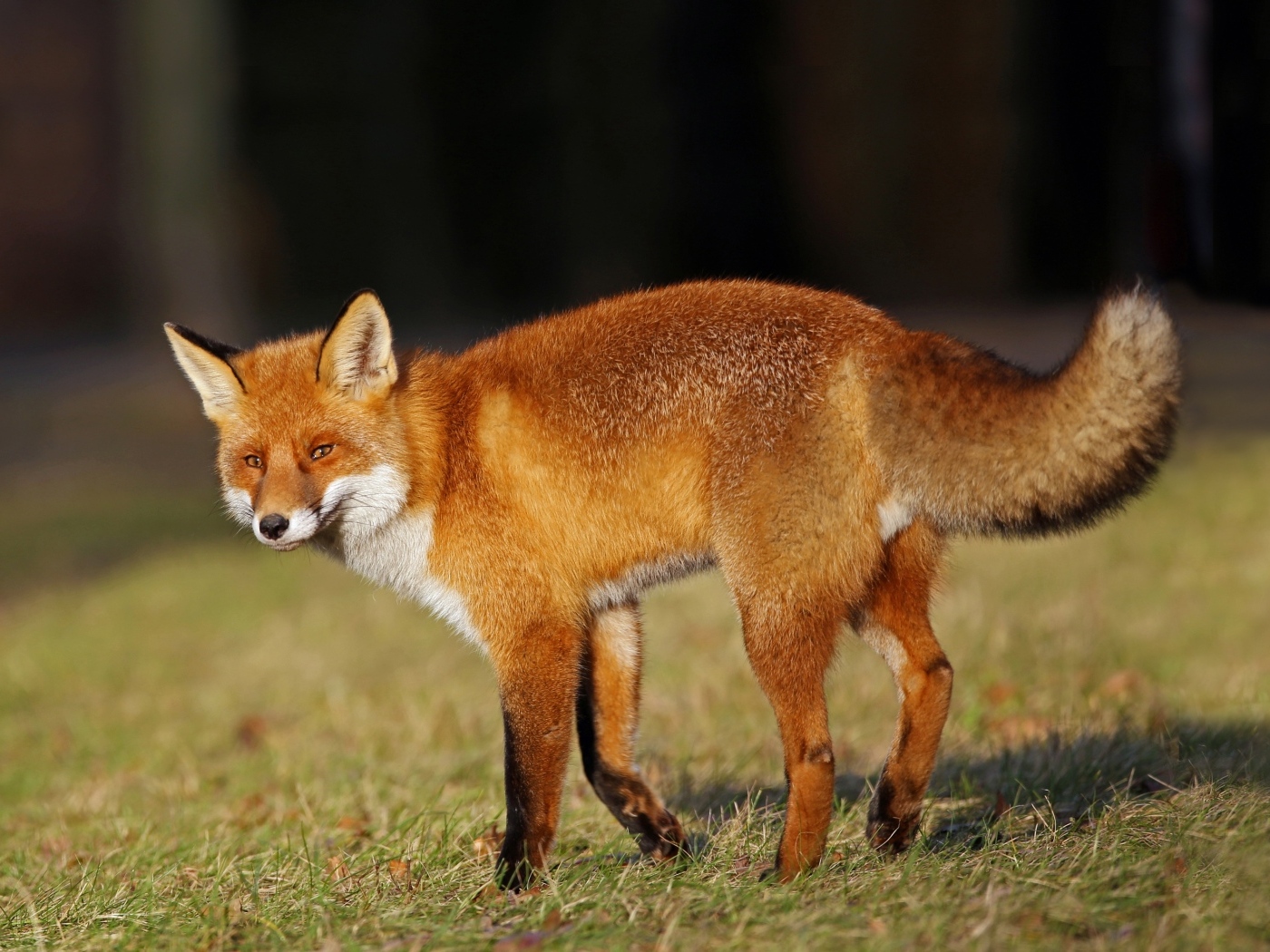 Рыжая лиса идет по зеленой траве