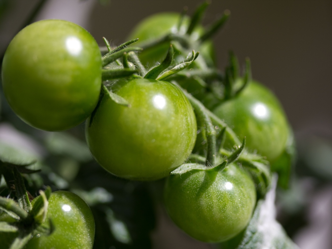 Зеленые помидоры на ветке