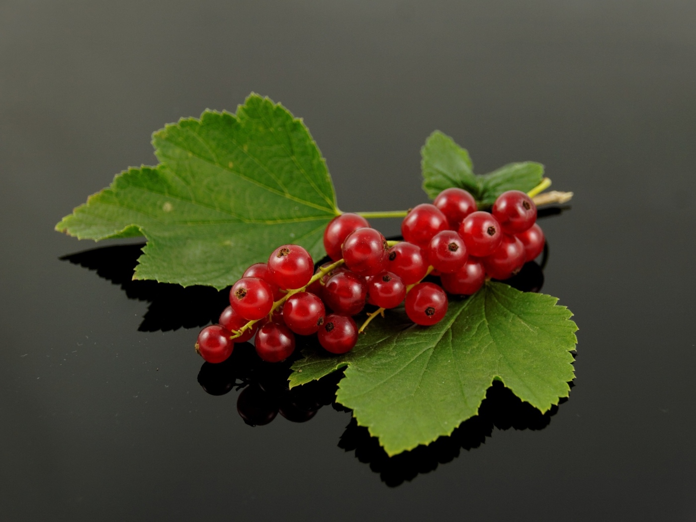 Гроздь красной смородины с зелеными листьями на сером фоне