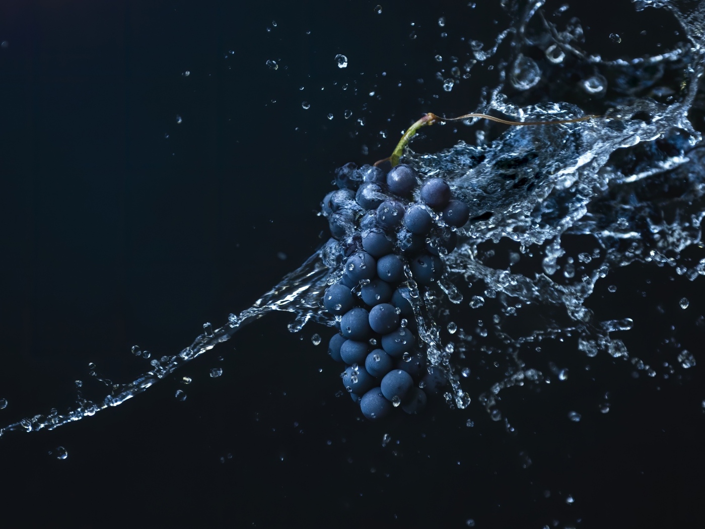 Гроздь синего винограда в воде на черном фоне