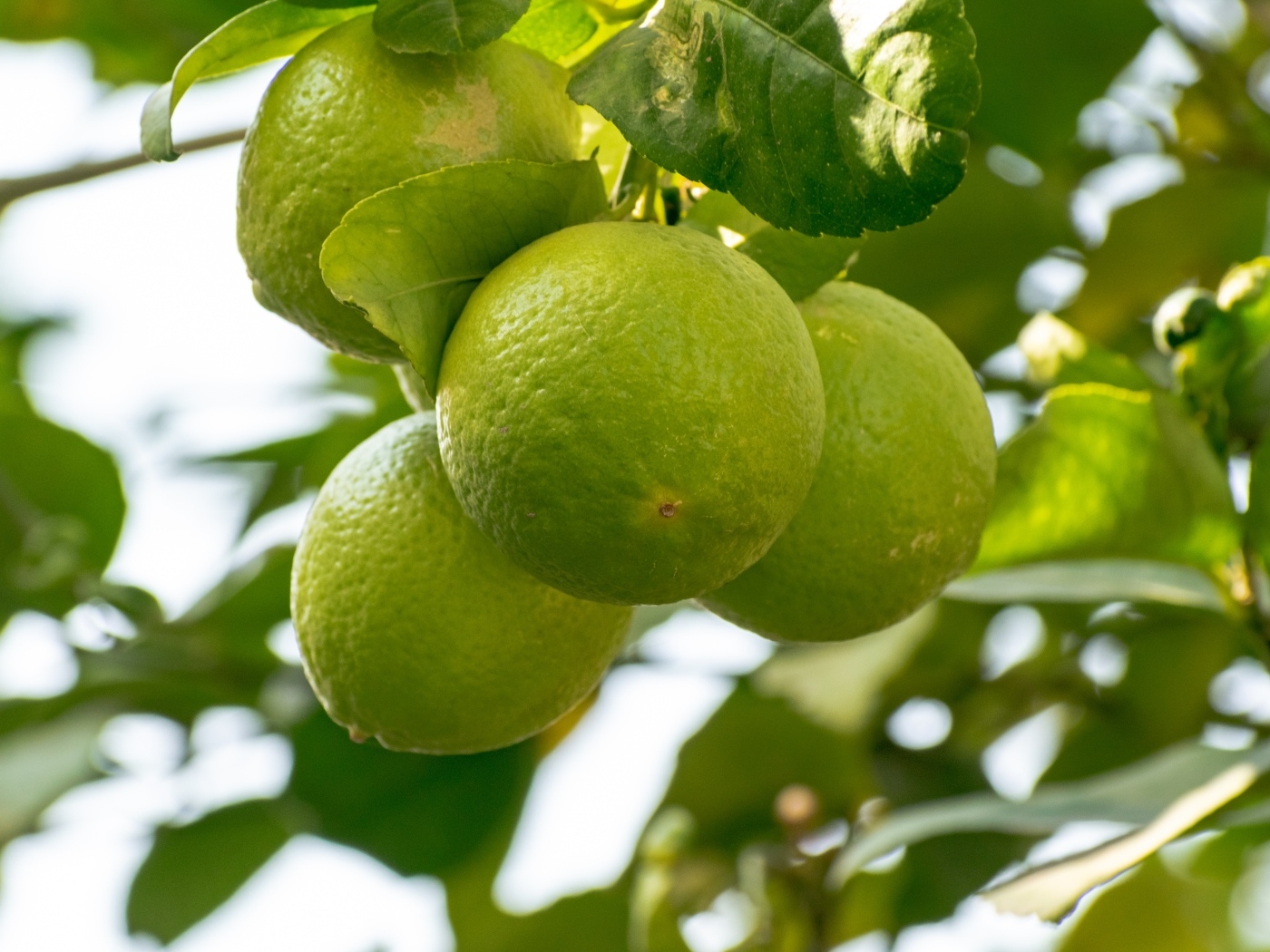 Зеленые плоды лайма на ветке дерева