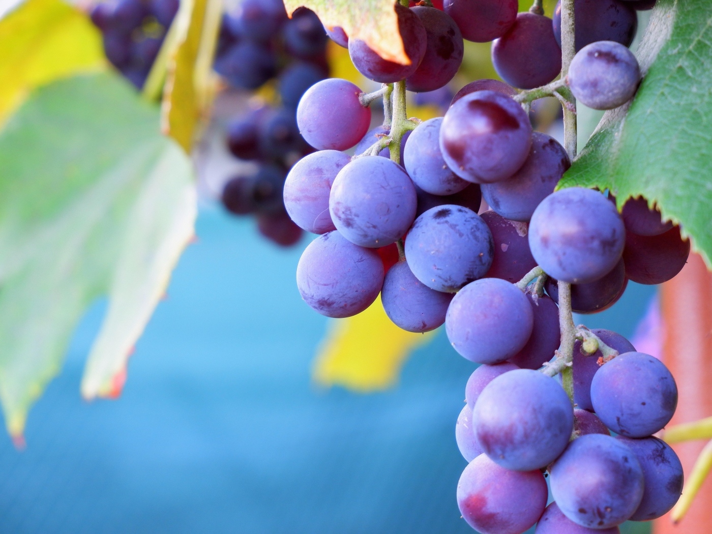 Розовый сладкий виноград крупным планом