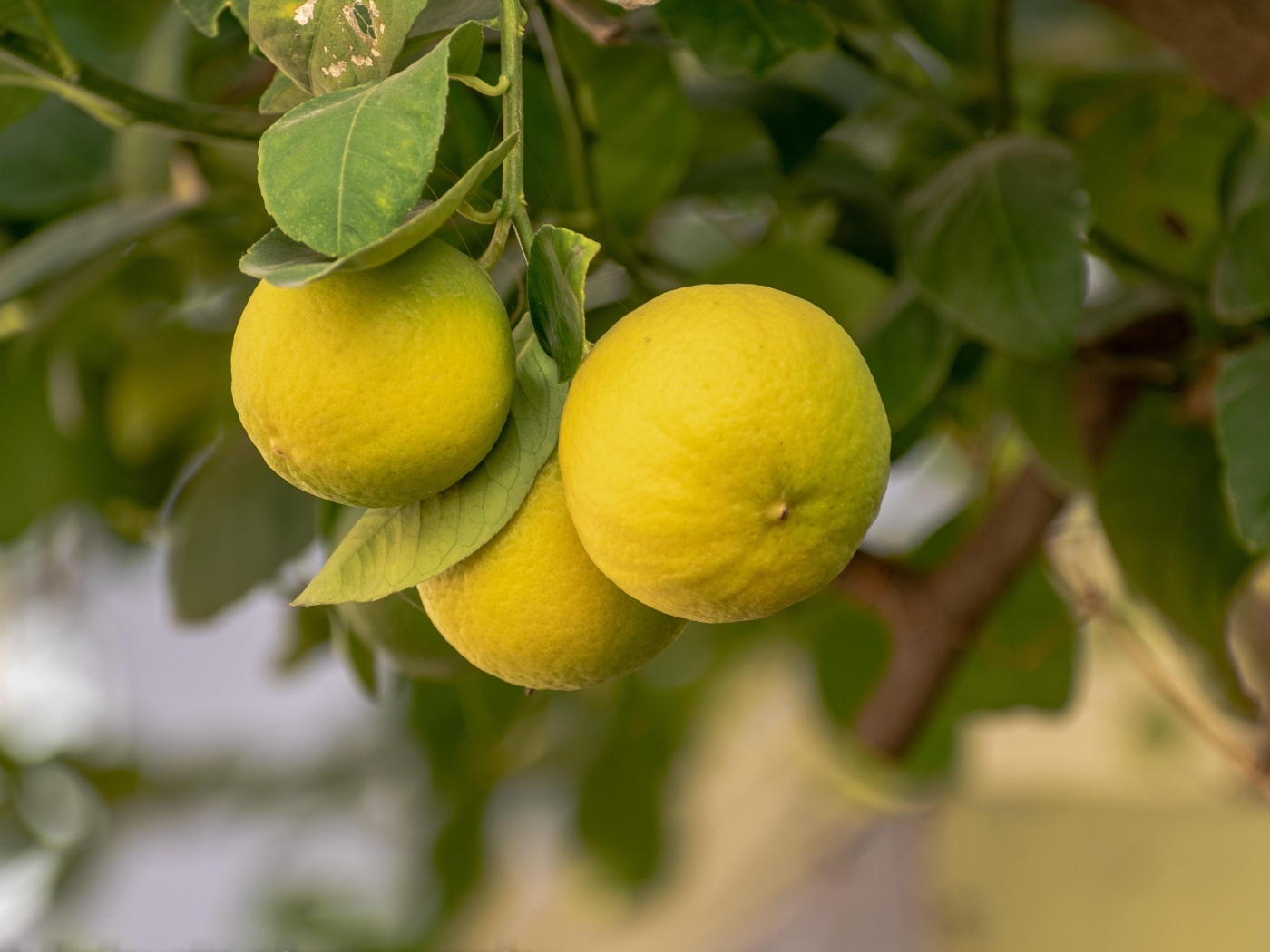 Желтый лимон растет на дереве