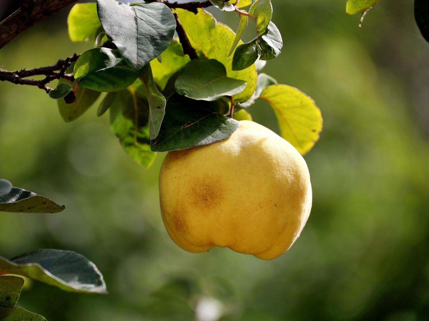 Желтый плод айвы на ветке дерева