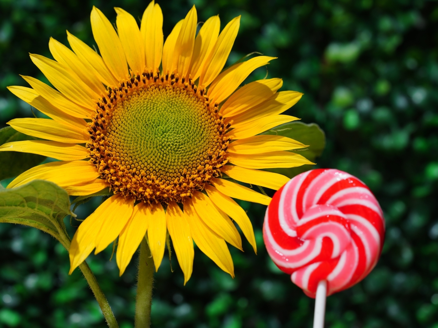 Конфета на палочке  с цветком подсолнуха