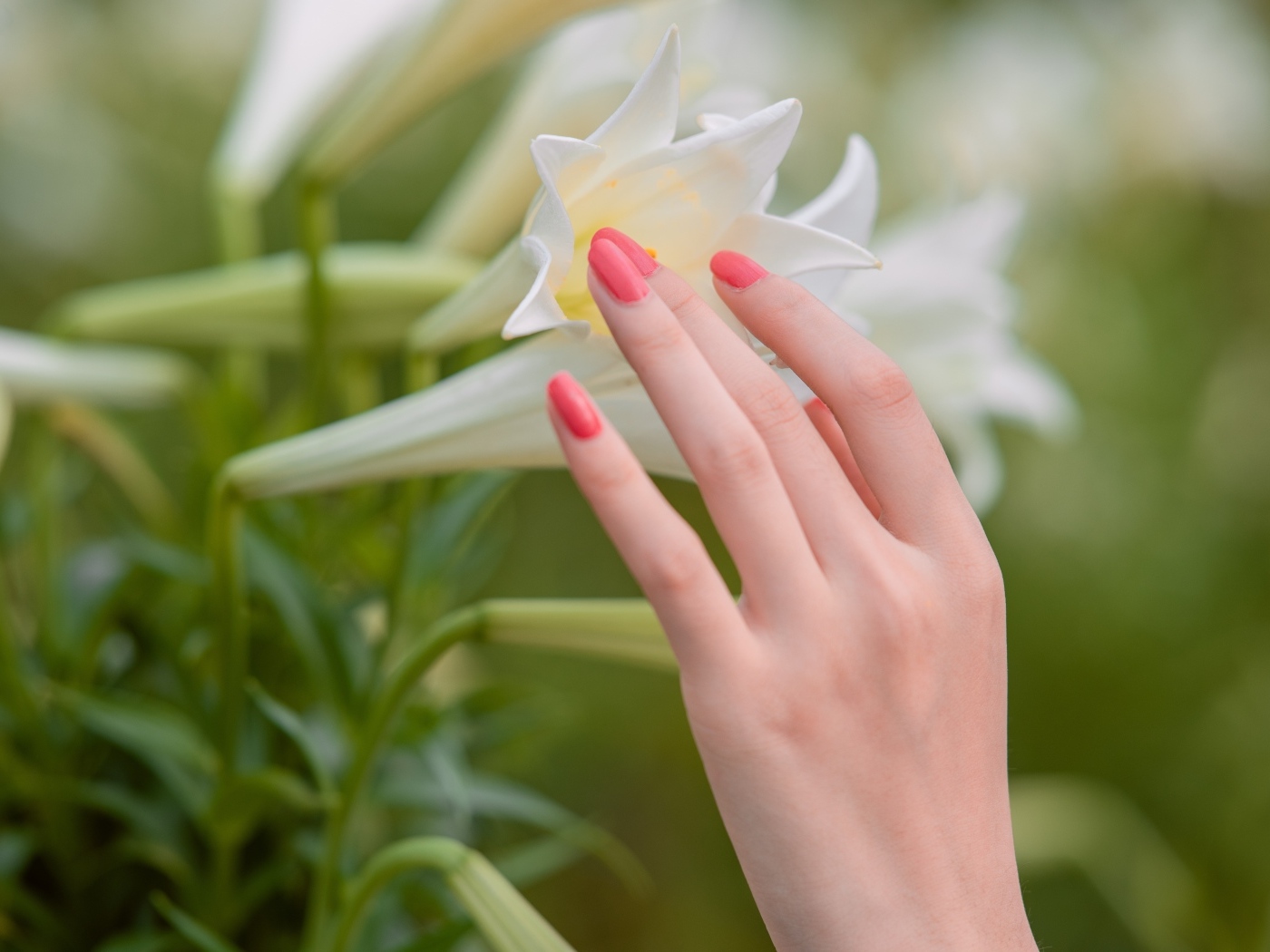 Нежная женская рука касается белой лилии